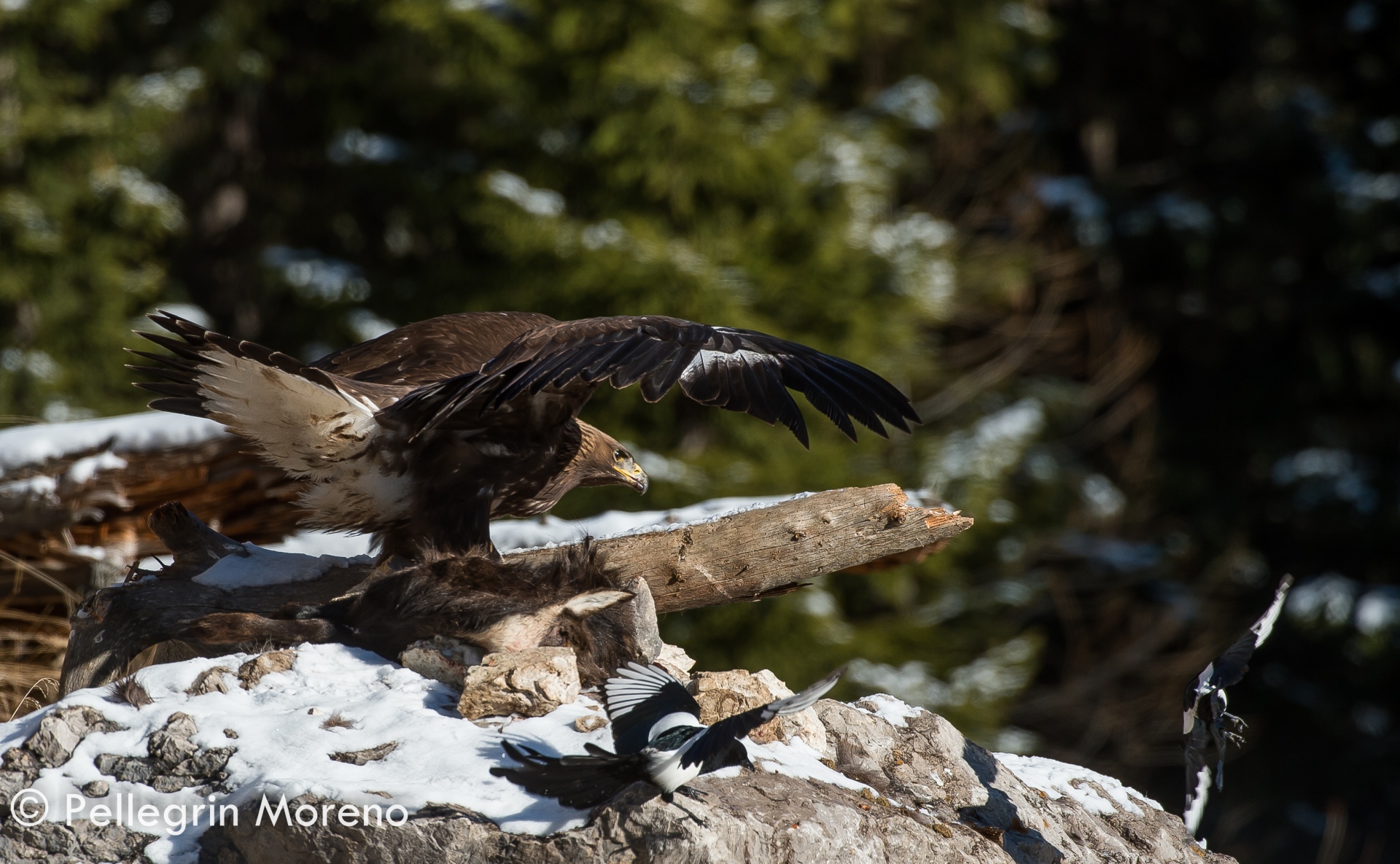 In difesa della preda