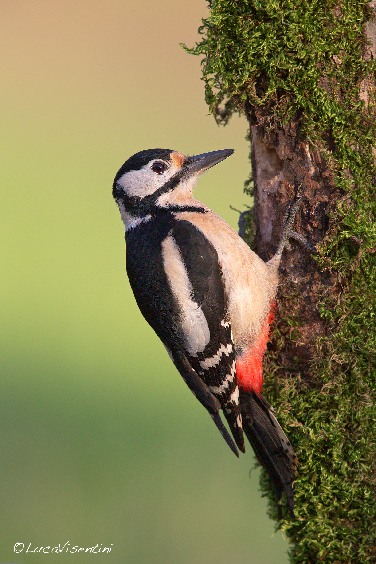 Picchio rosso maggiore