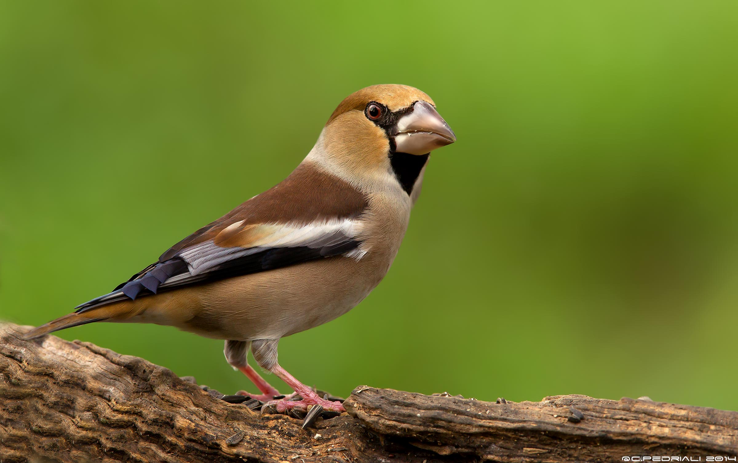 Hawfinch female ...