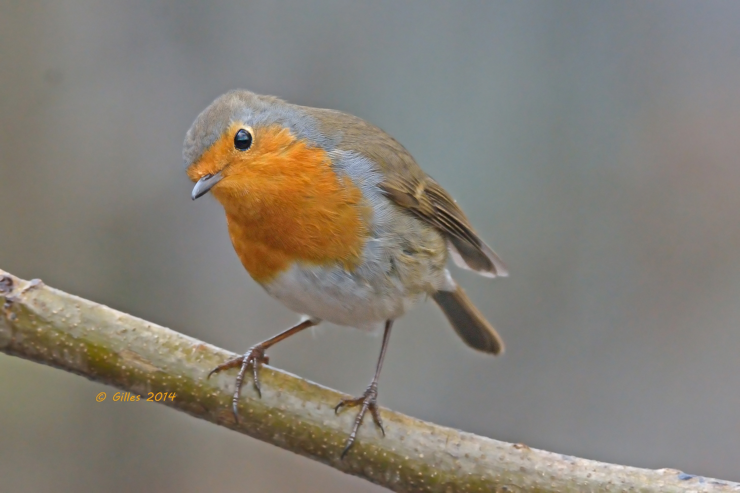 Pettirosso (Erithacus rubecula)