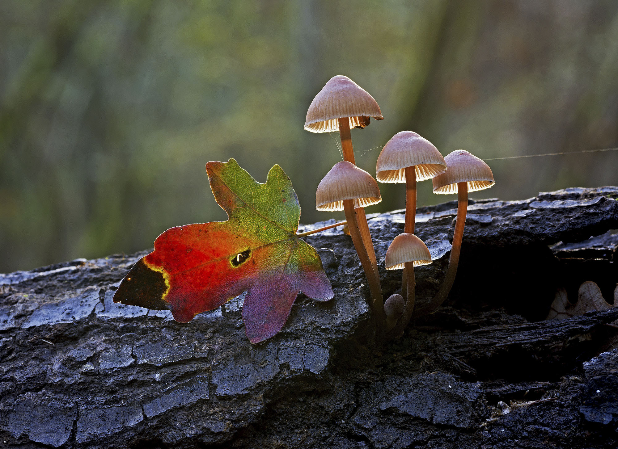 Mycena haematopus