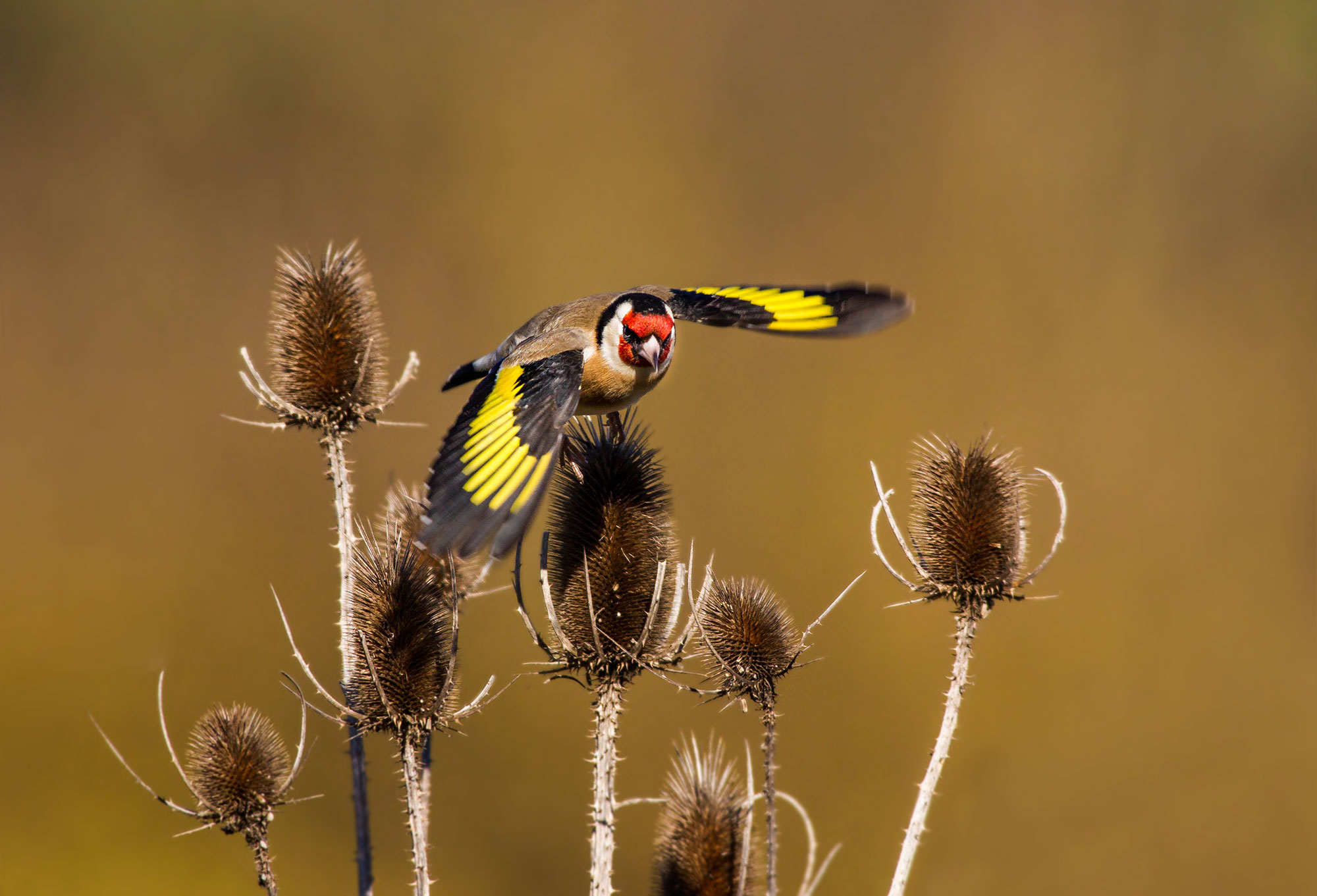 Goldfinch on the fly