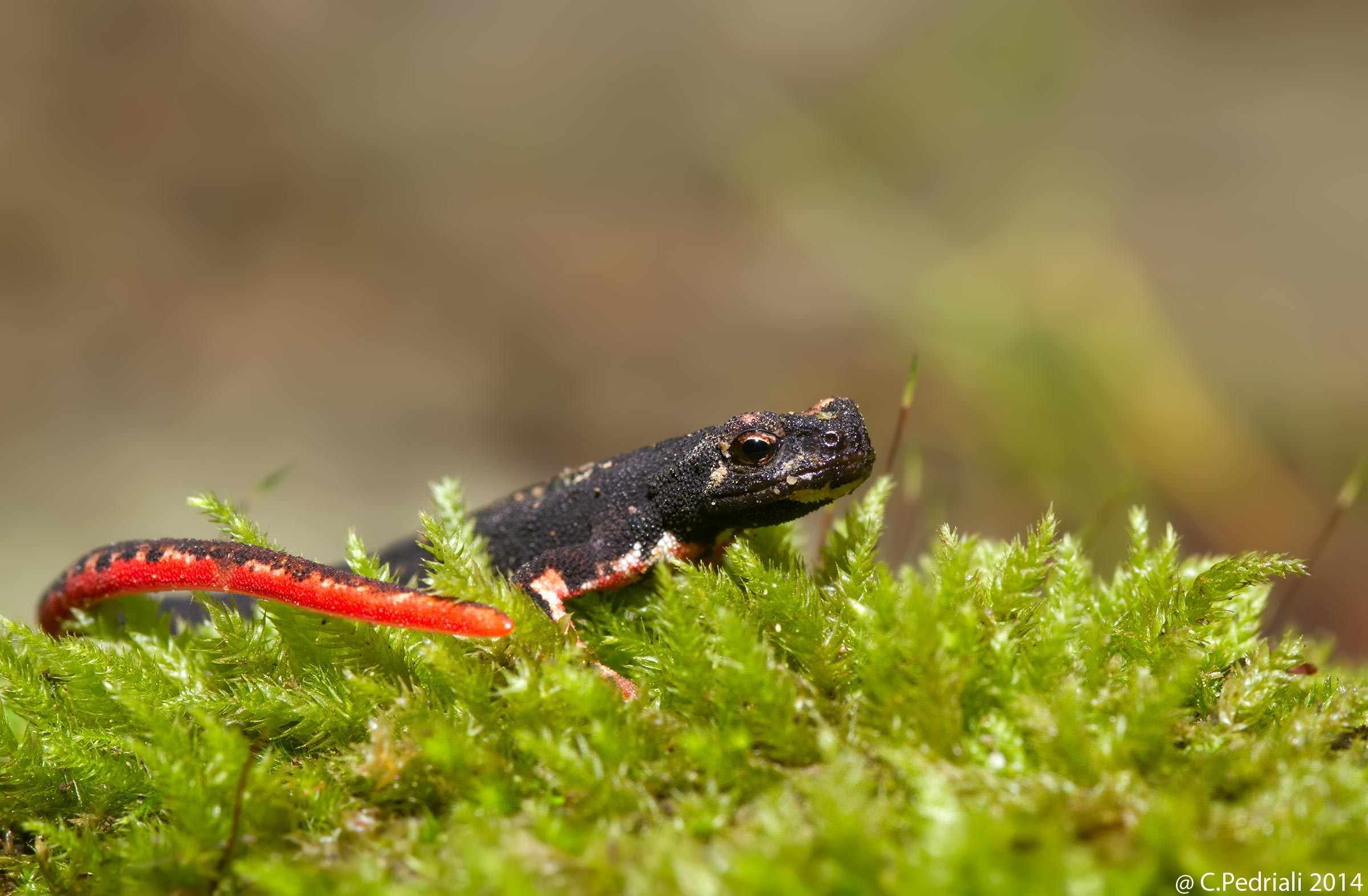 Spectacled salamander
