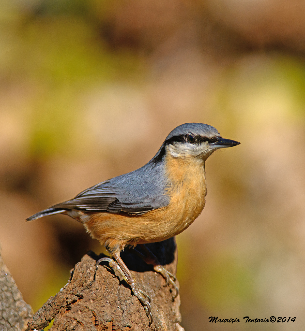Nuthatch