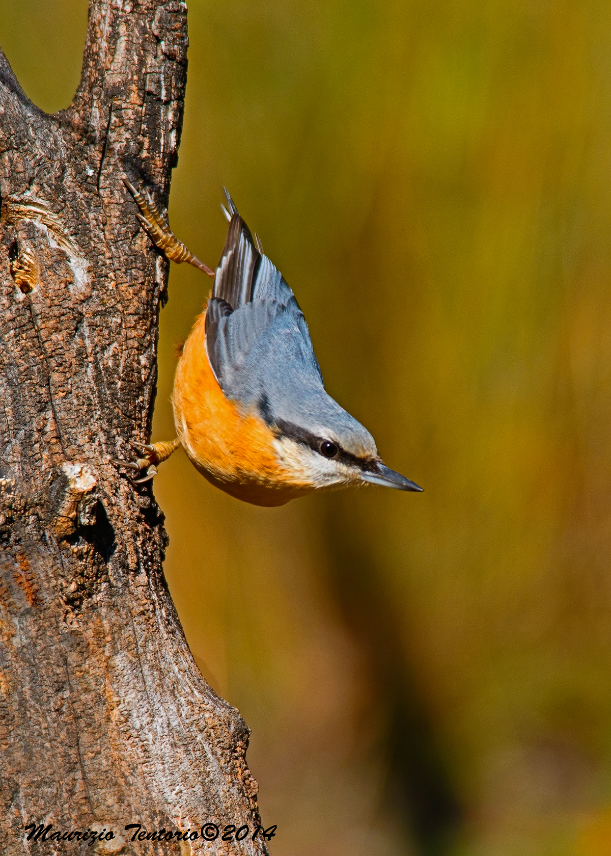 Nuthatch