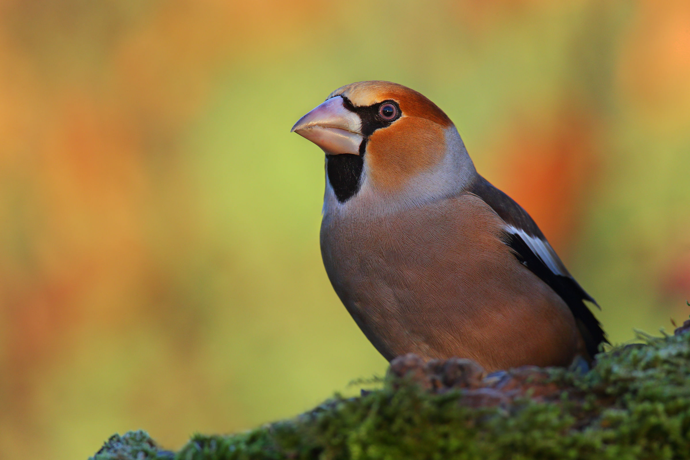 Hawfinch male