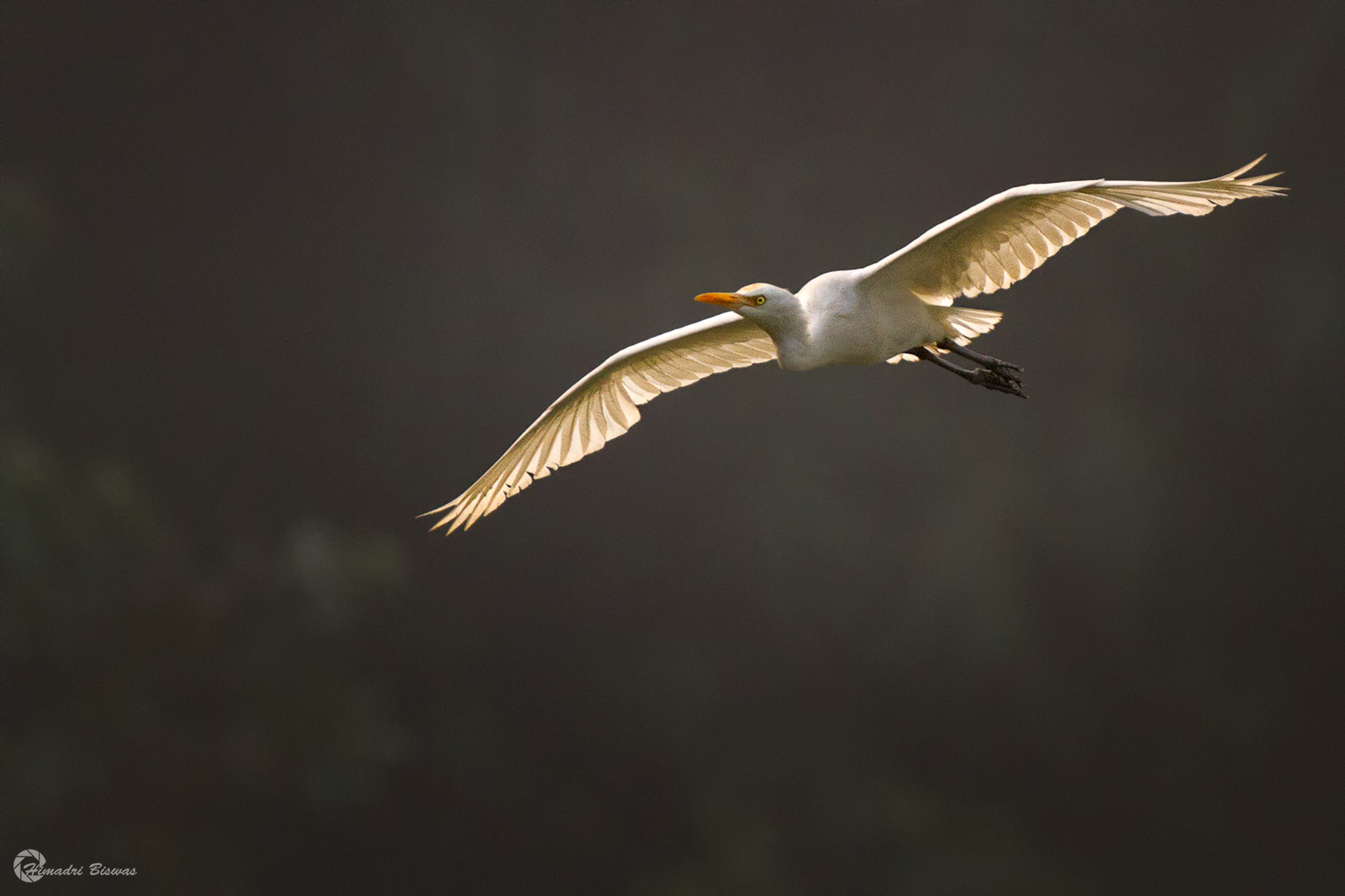 Great Egret