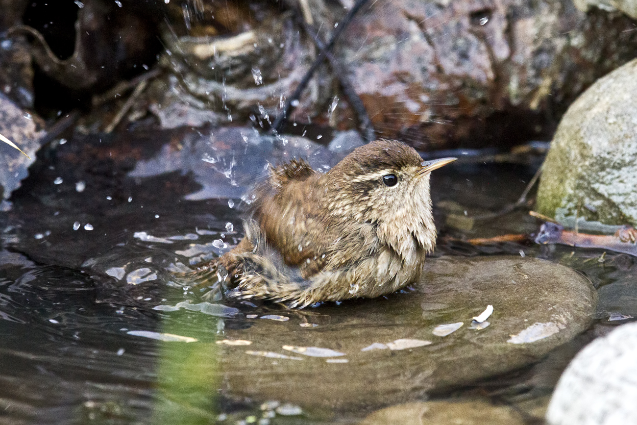 Wren ..... unfortunately shade