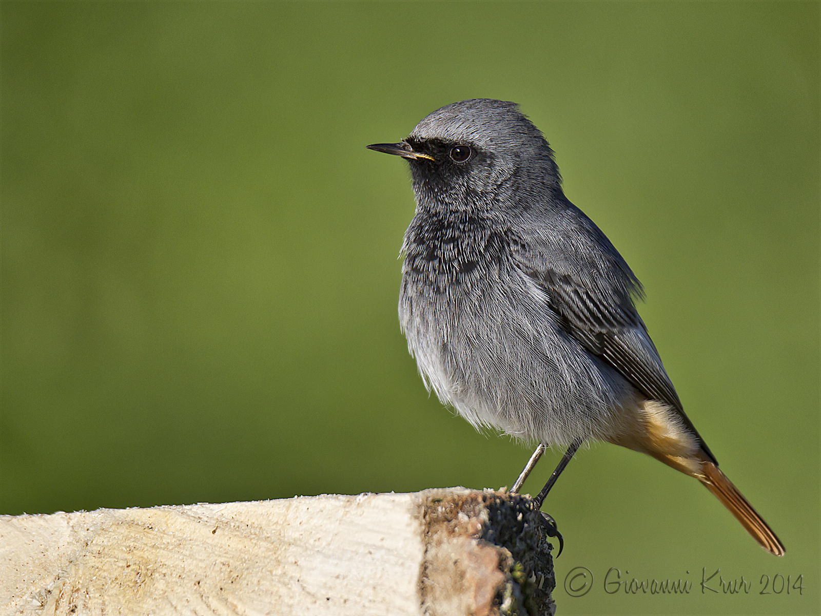 Chimney sweep redstart