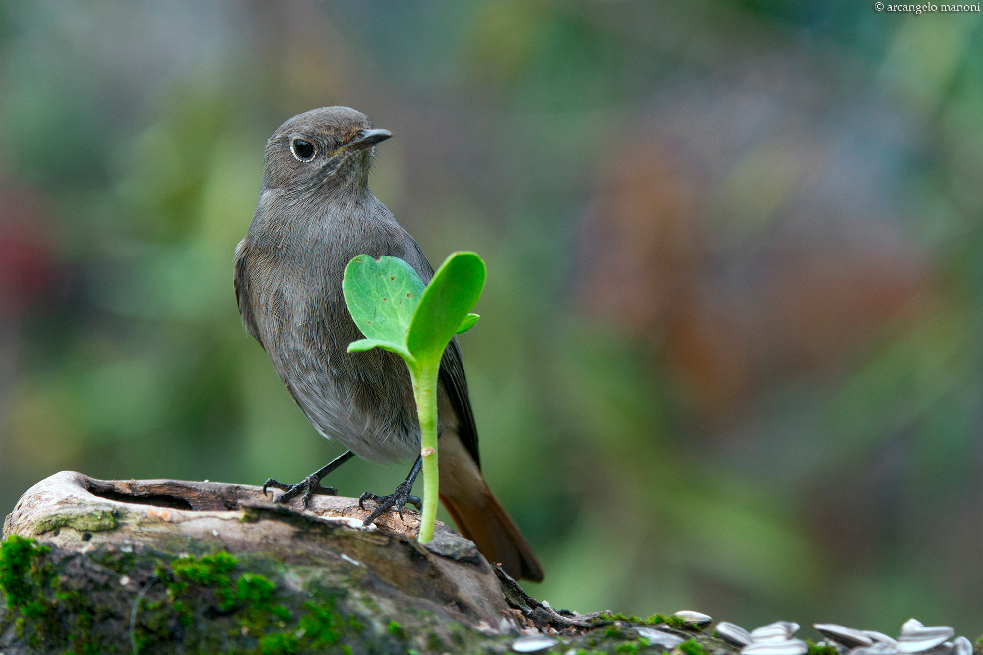 Redstart: the intelligence of the gaze