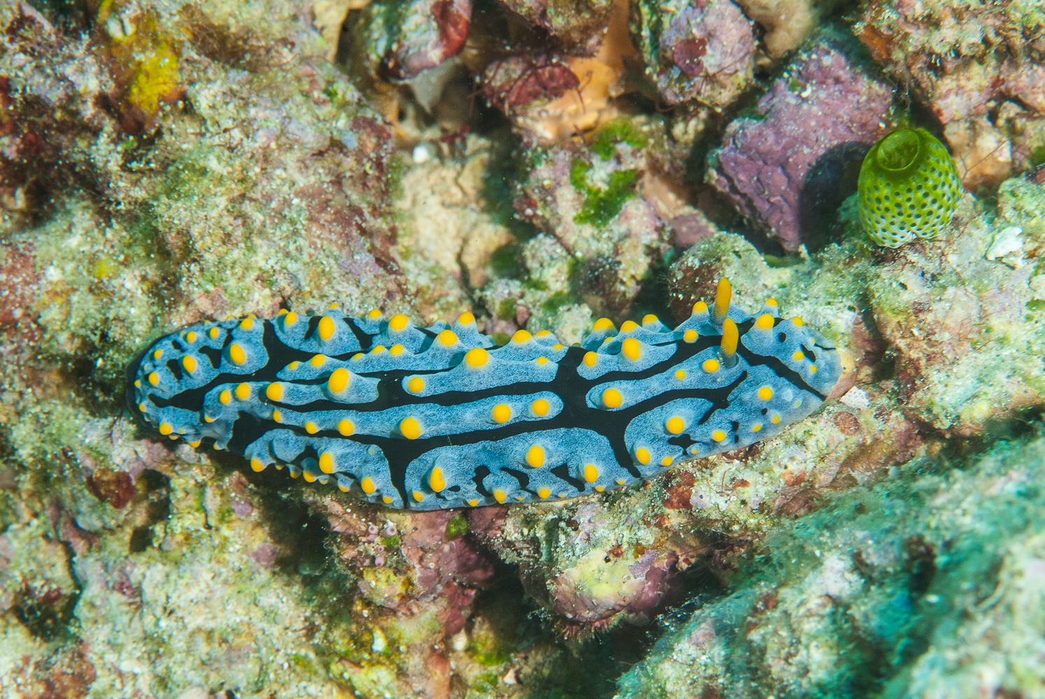 phyllidia varicosa