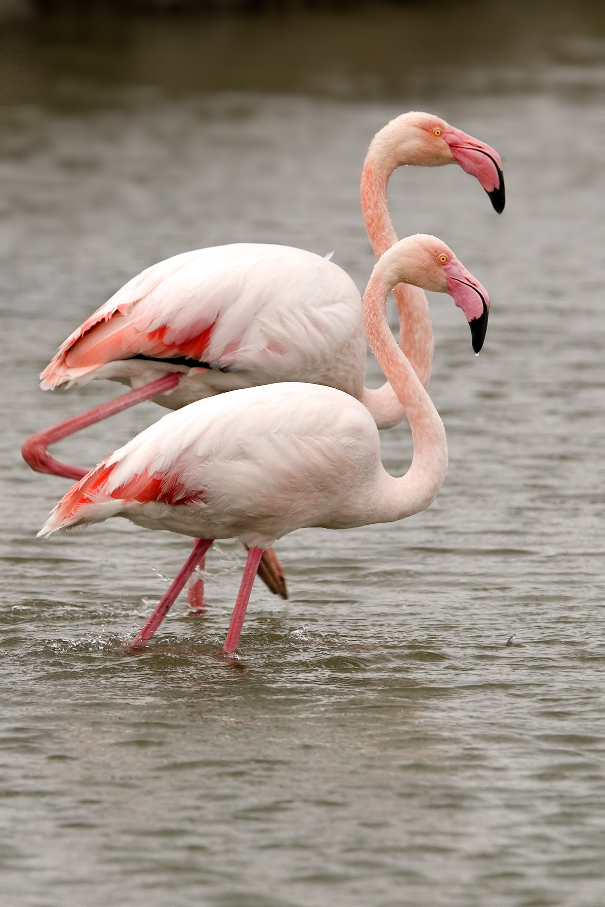 Corteggiamento fenicotteri