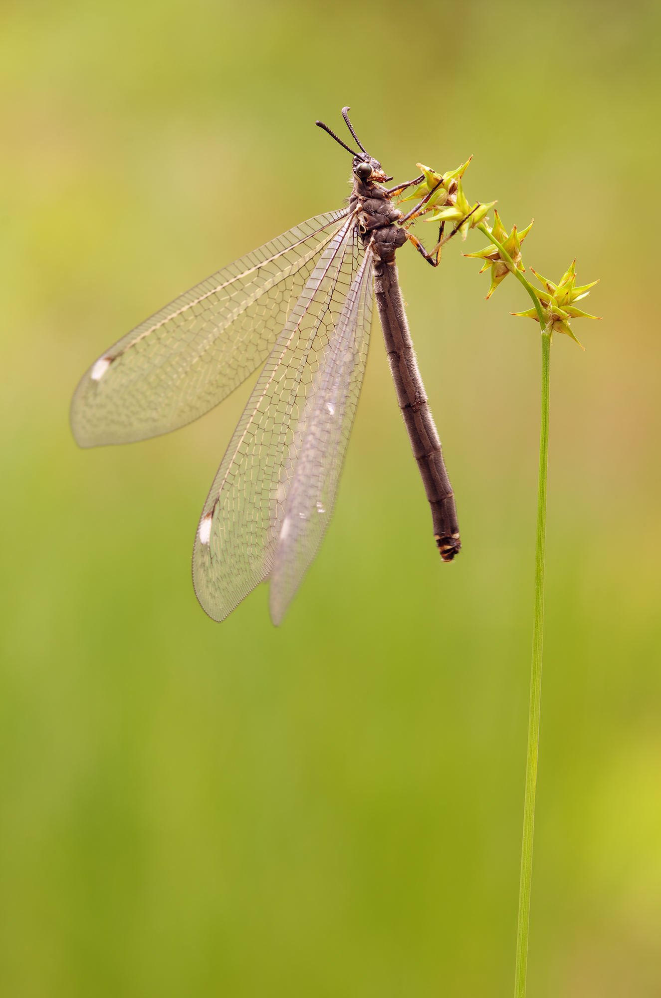 Myrmeleon formicarius