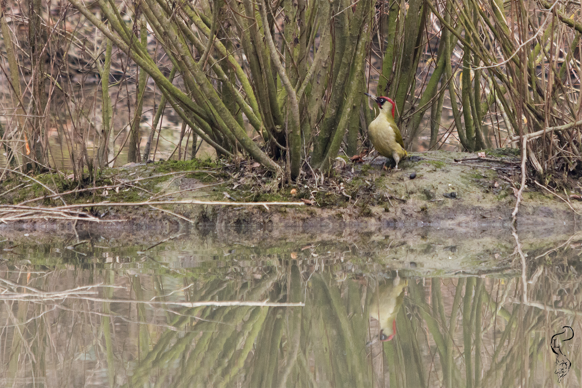 Green Woodpecker
