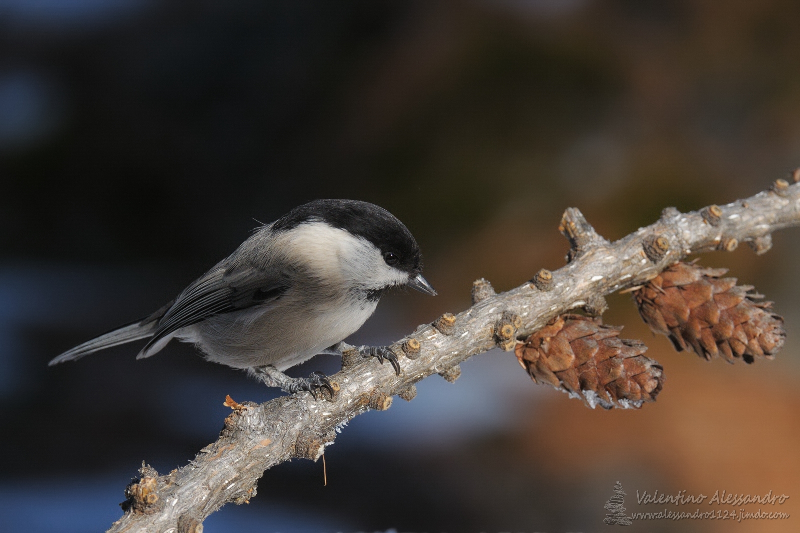 Bigia alpestre in chiaroscuro
