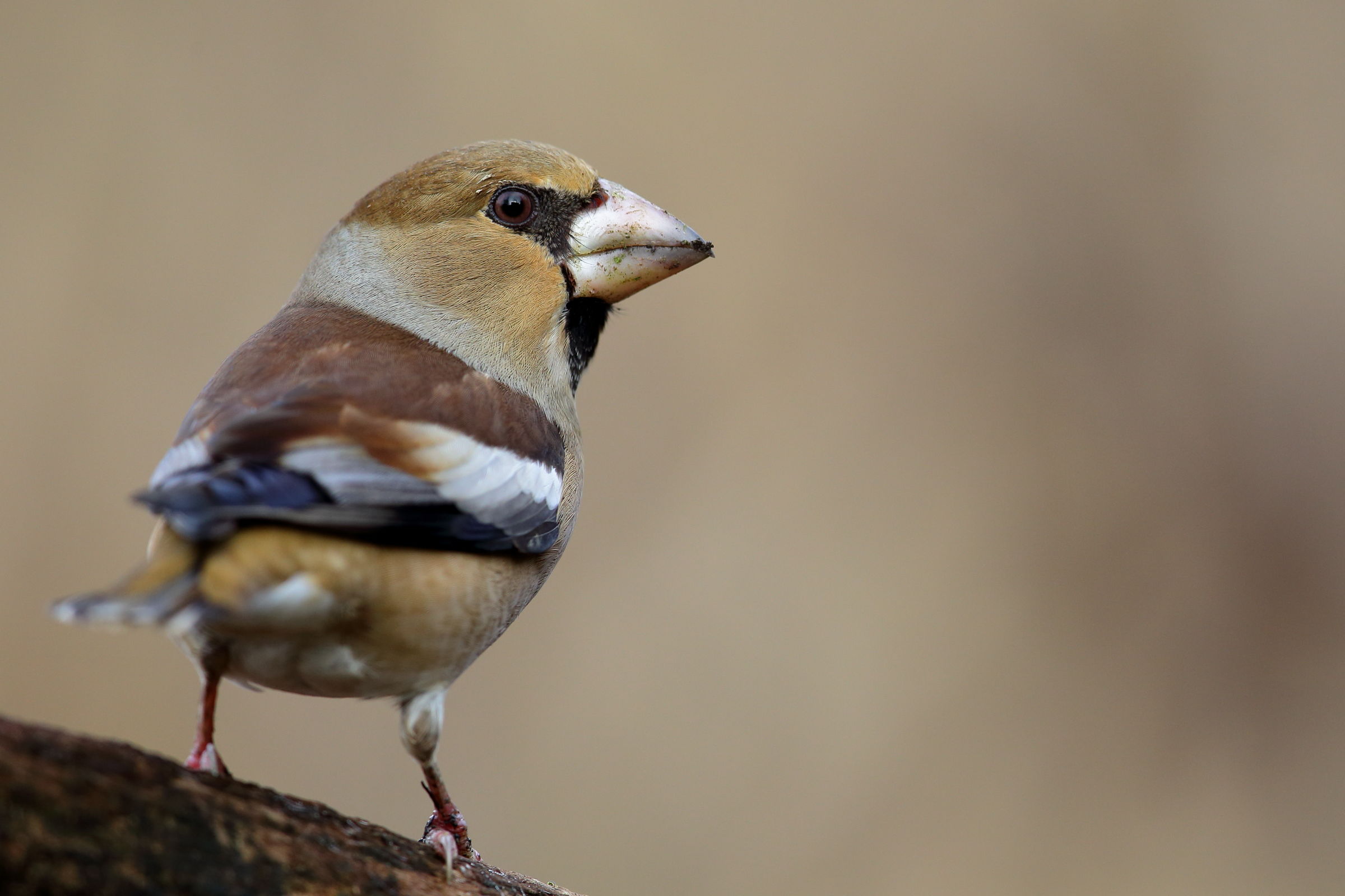 Hawfinch after the meal