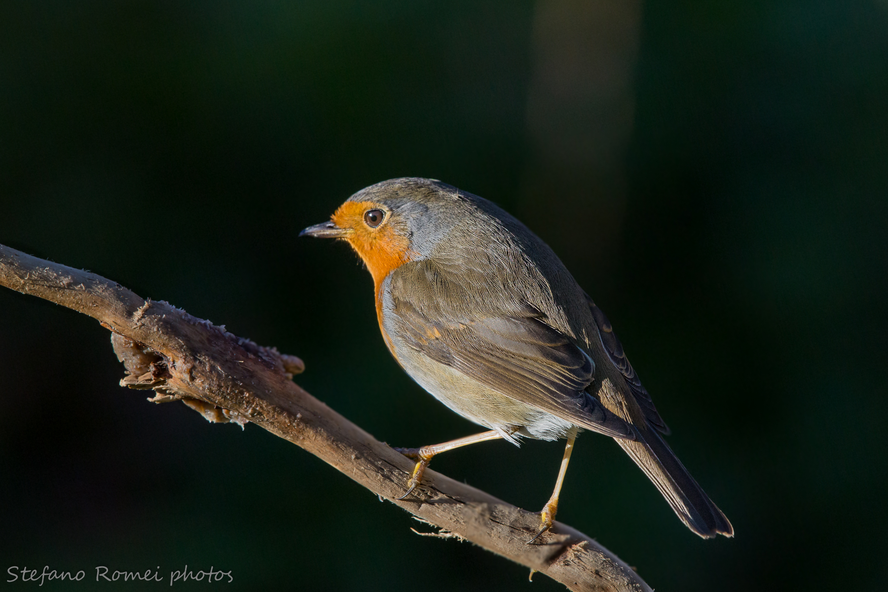 il pettirosso oscuro