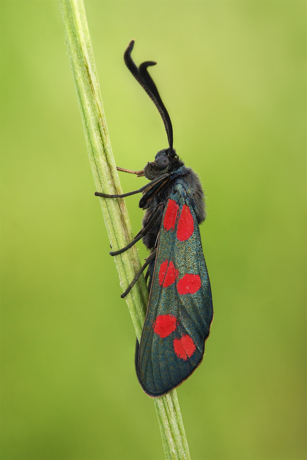Six-spot burnet
