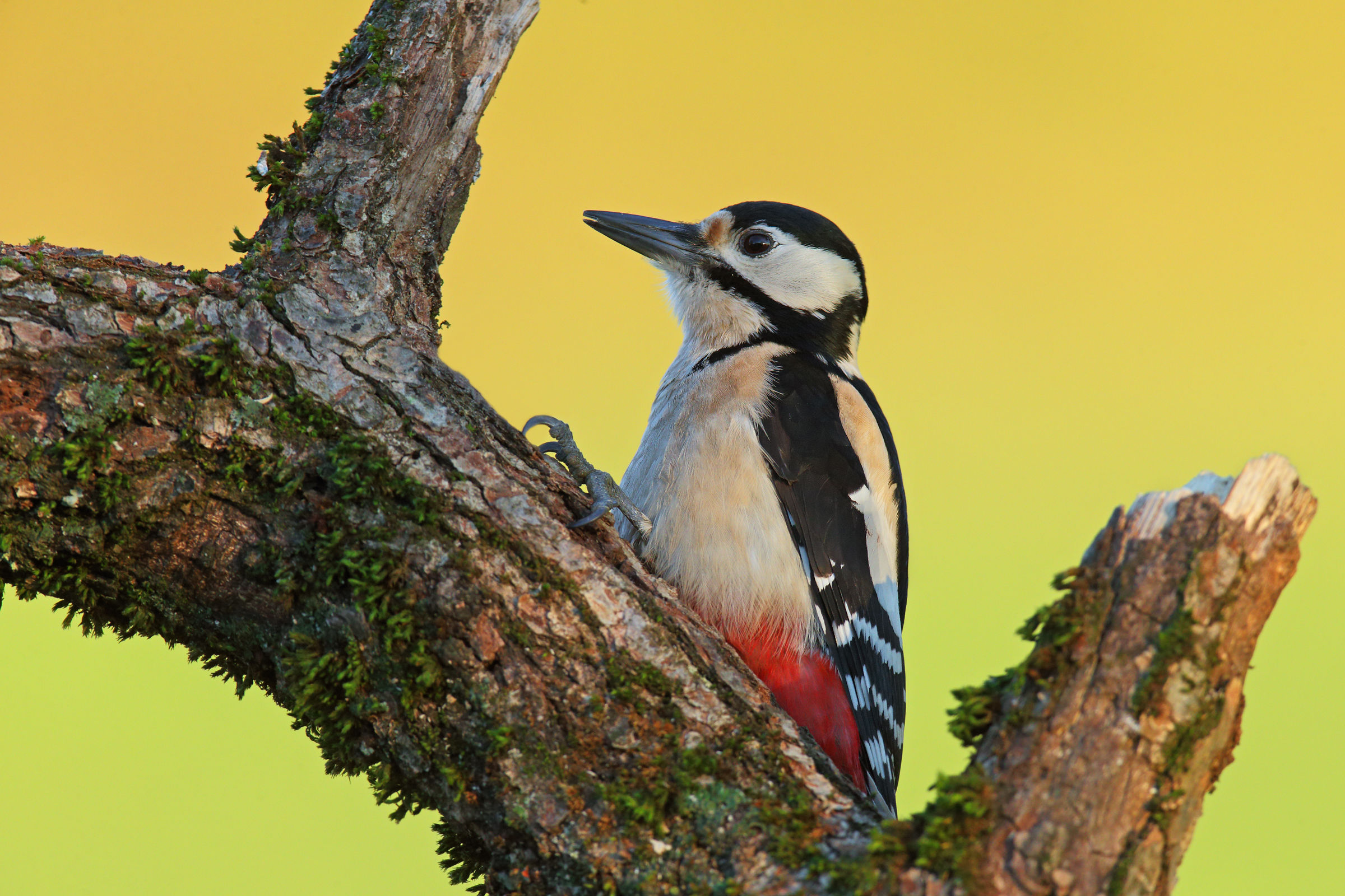 Woodpecker