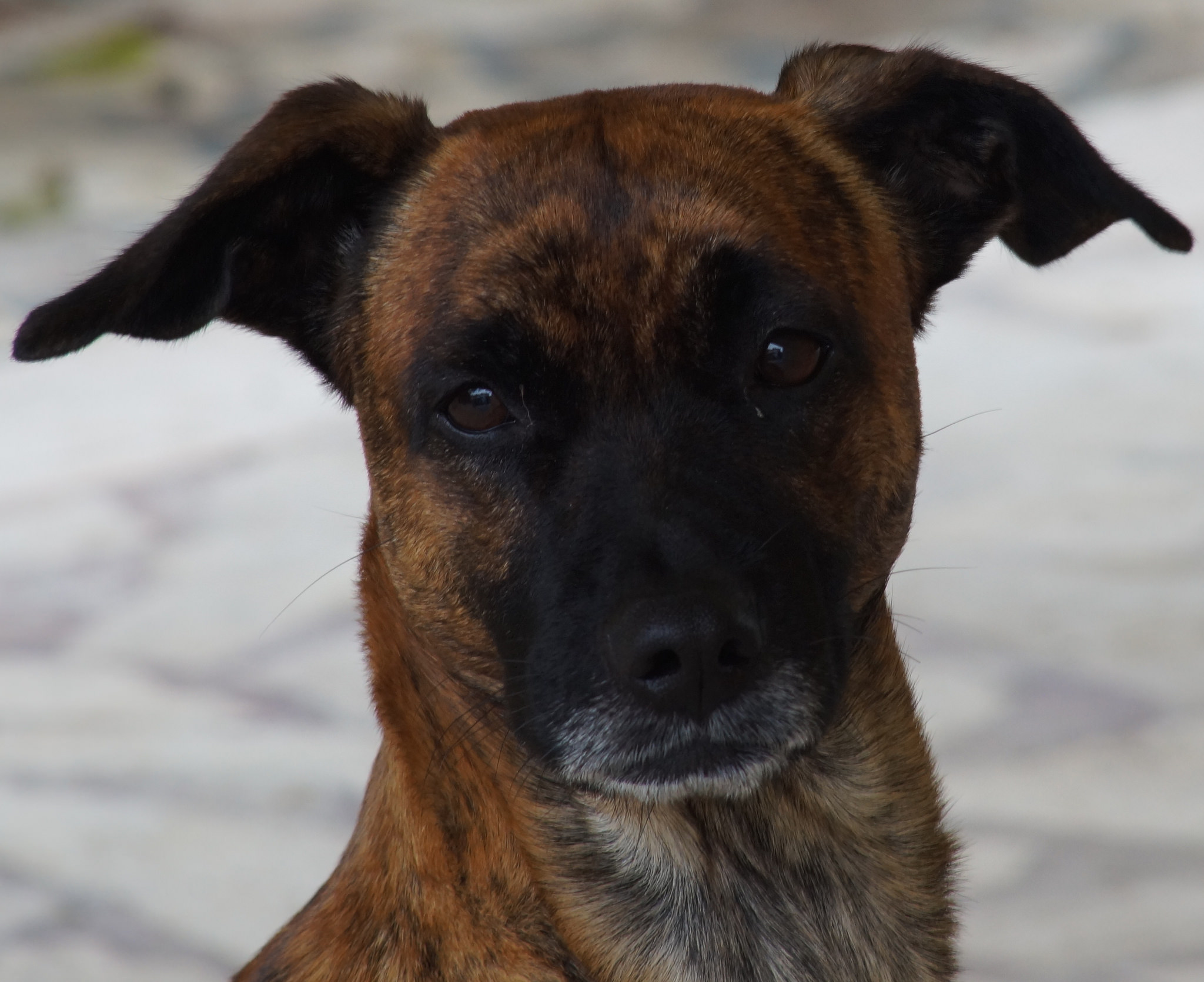 Nino, il mio compagno di giochi