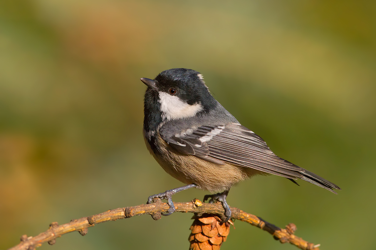 Coal Tit