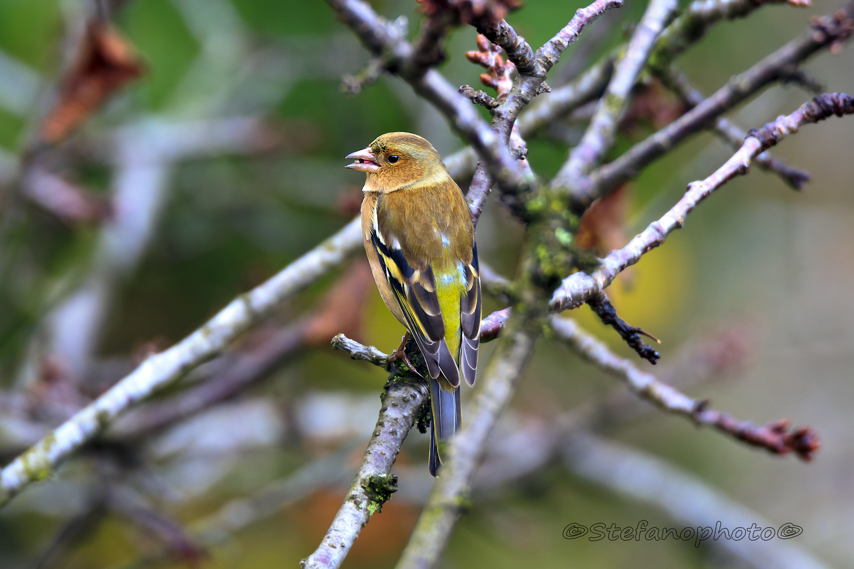 Chaffinch with sow