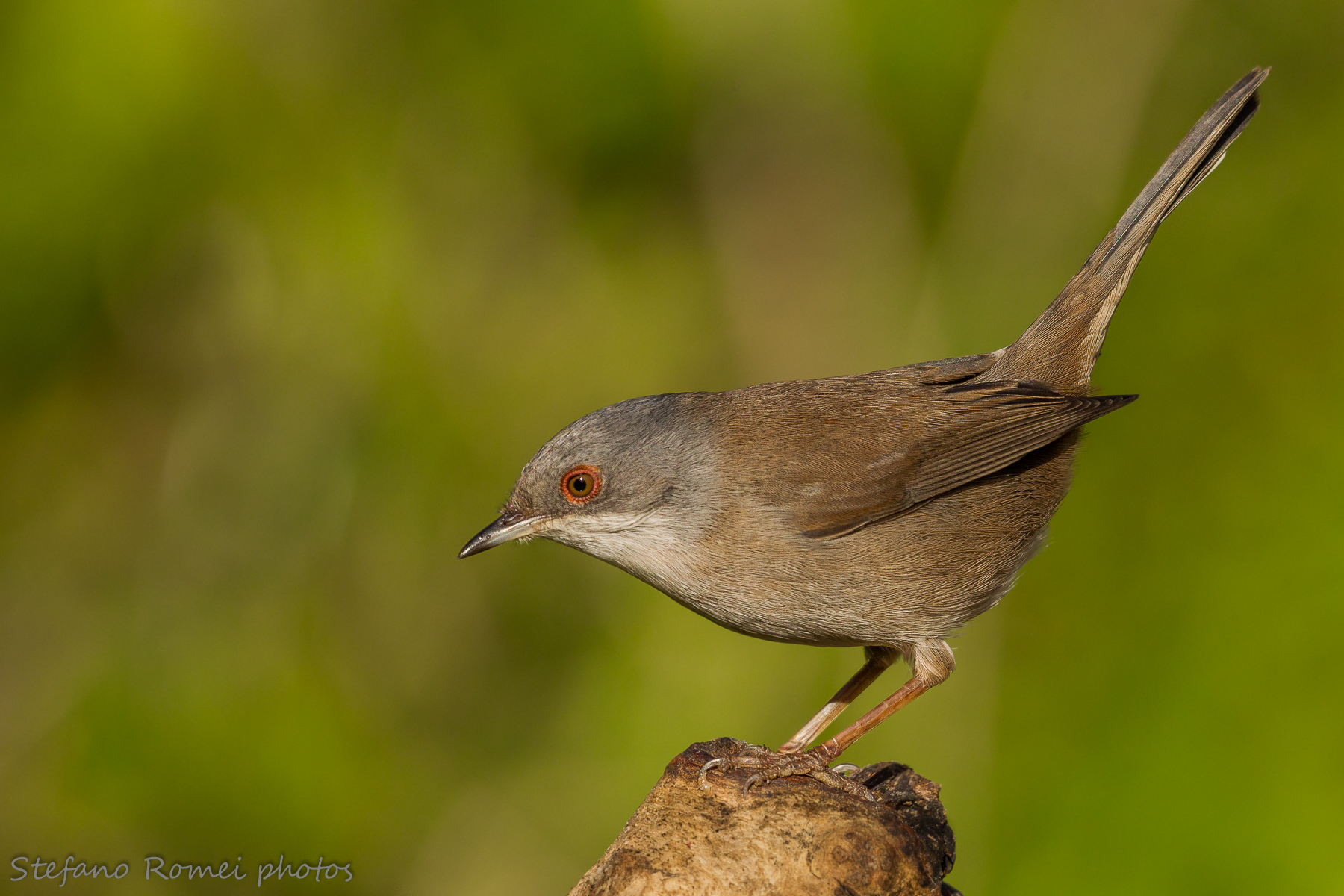 occhiocottA da Roberto