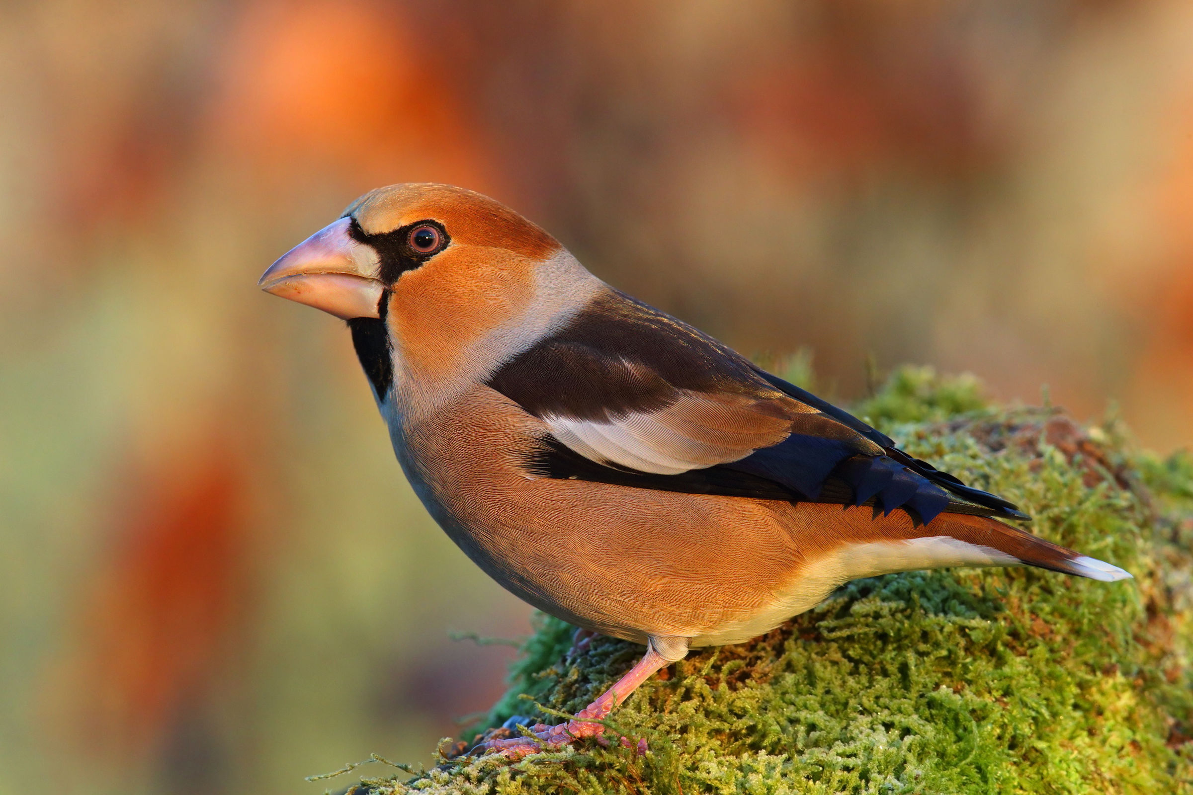 Hawfinch