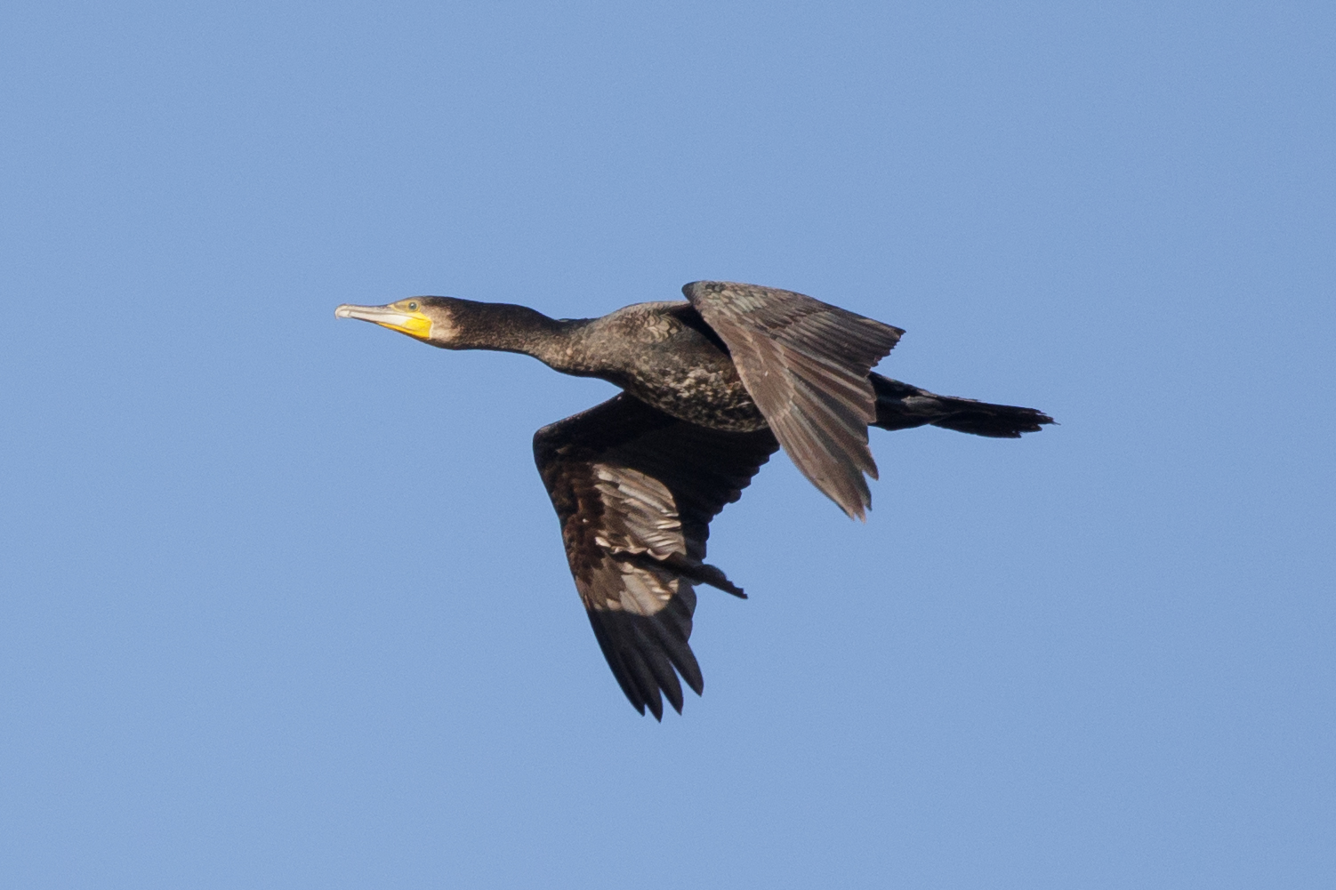 Cormorant crop 100%