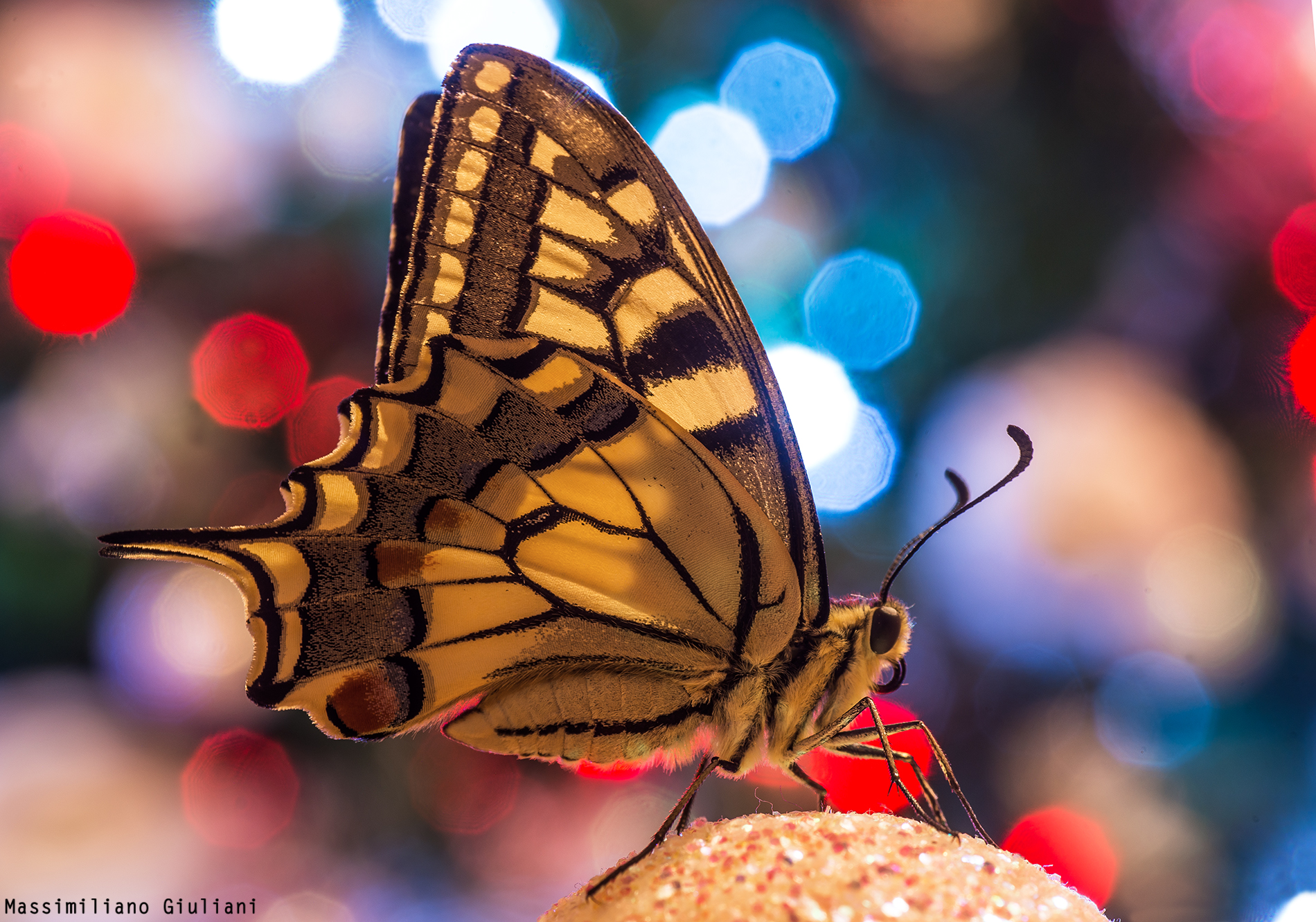 Christmas Machaon