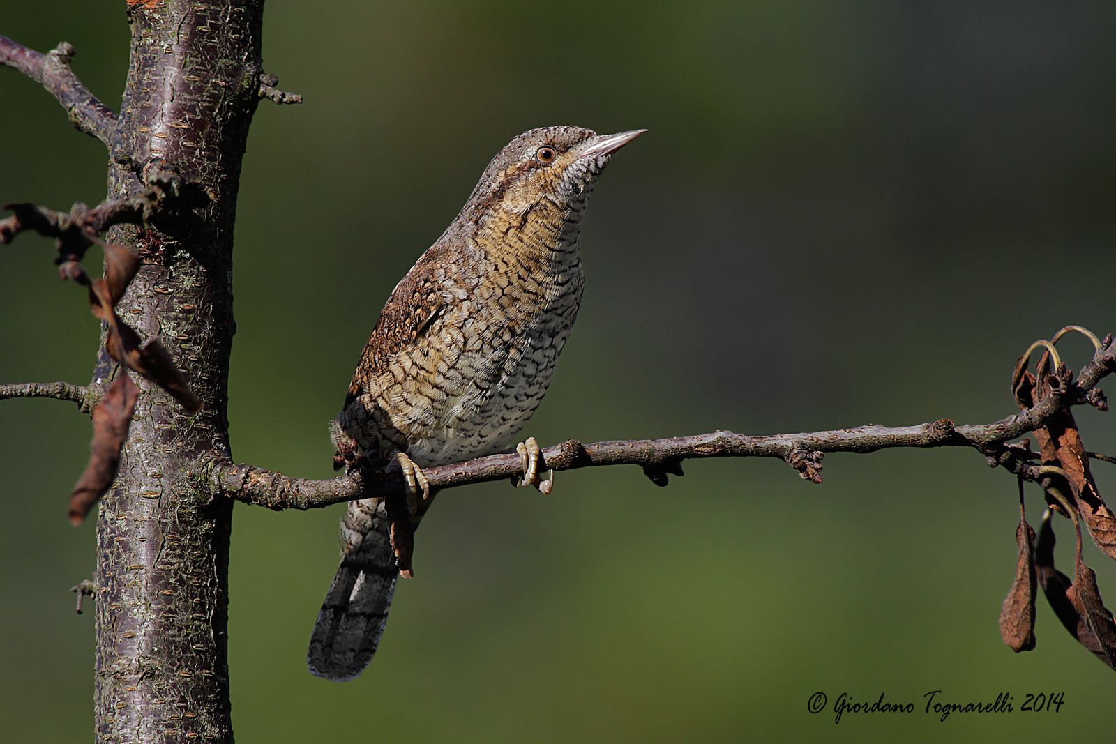 Torticollis photographed in December