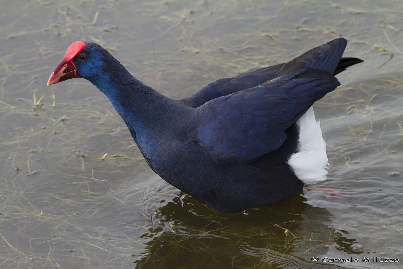 Purple Gallinule in Sicily