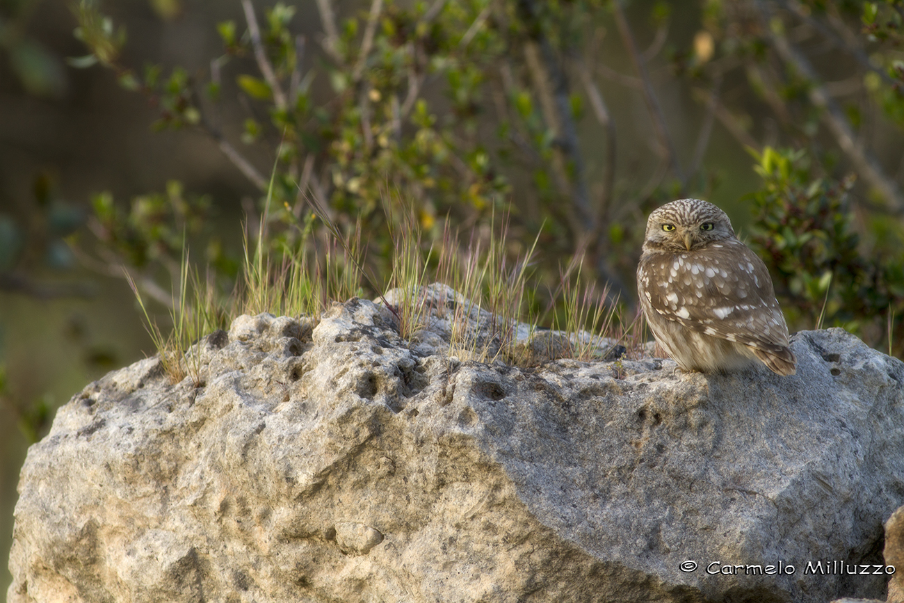 Little Owl at sunset