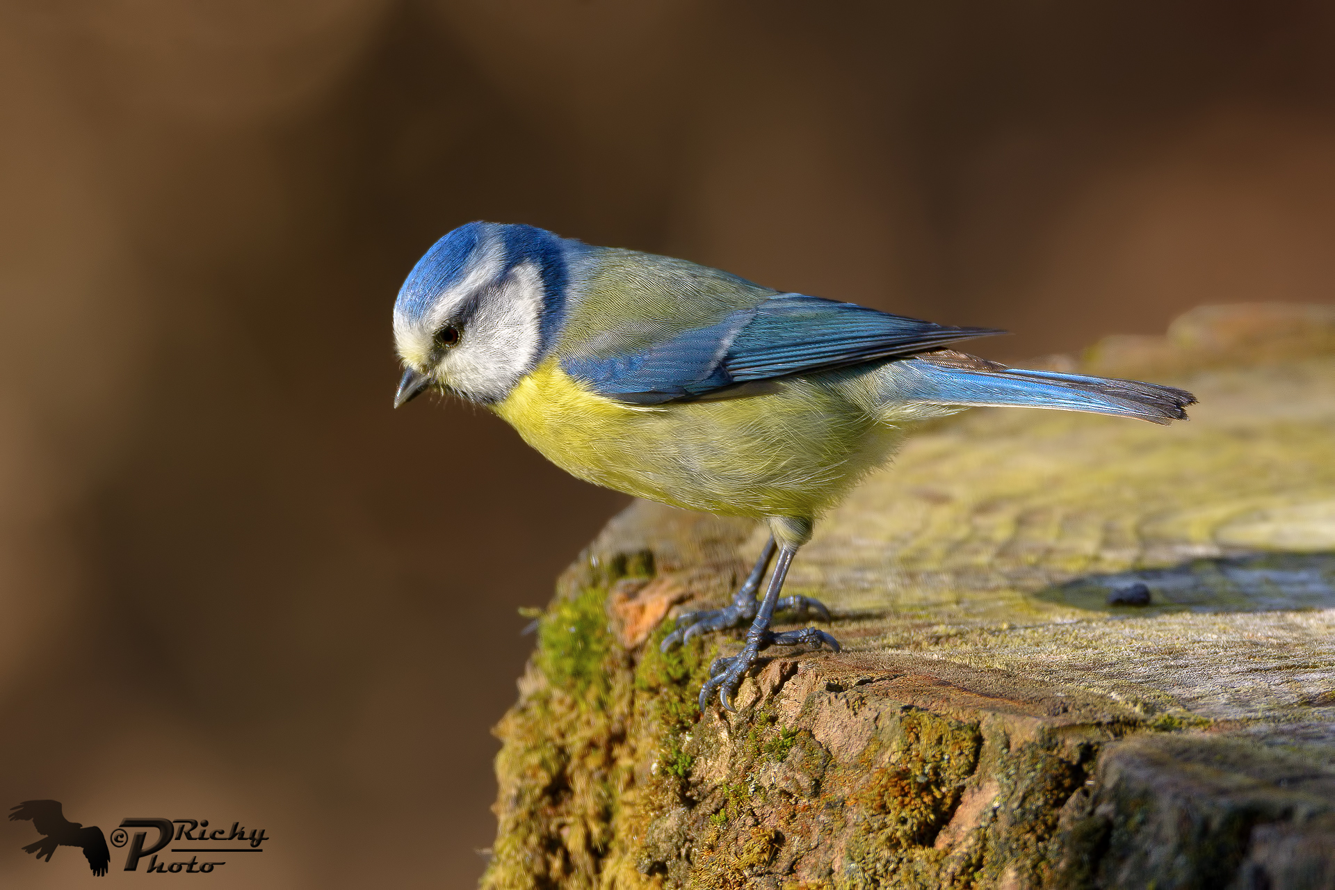 Cinciarella pensierosa !