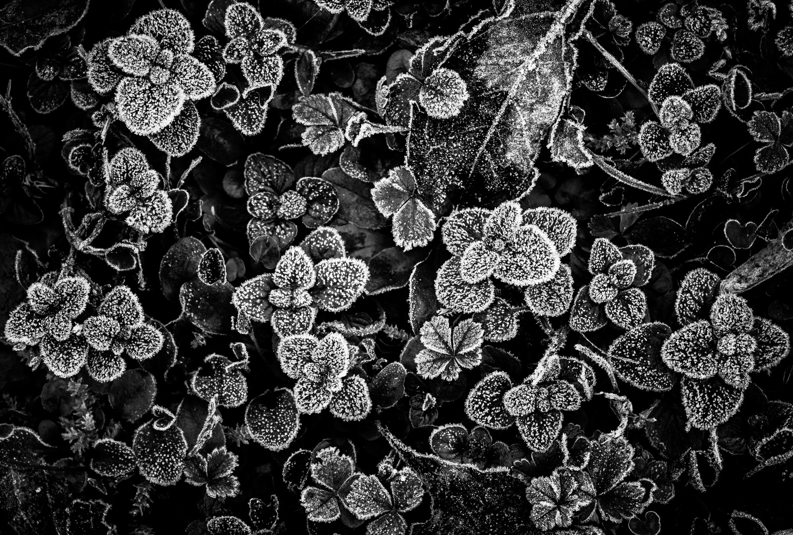 Frost in the morning