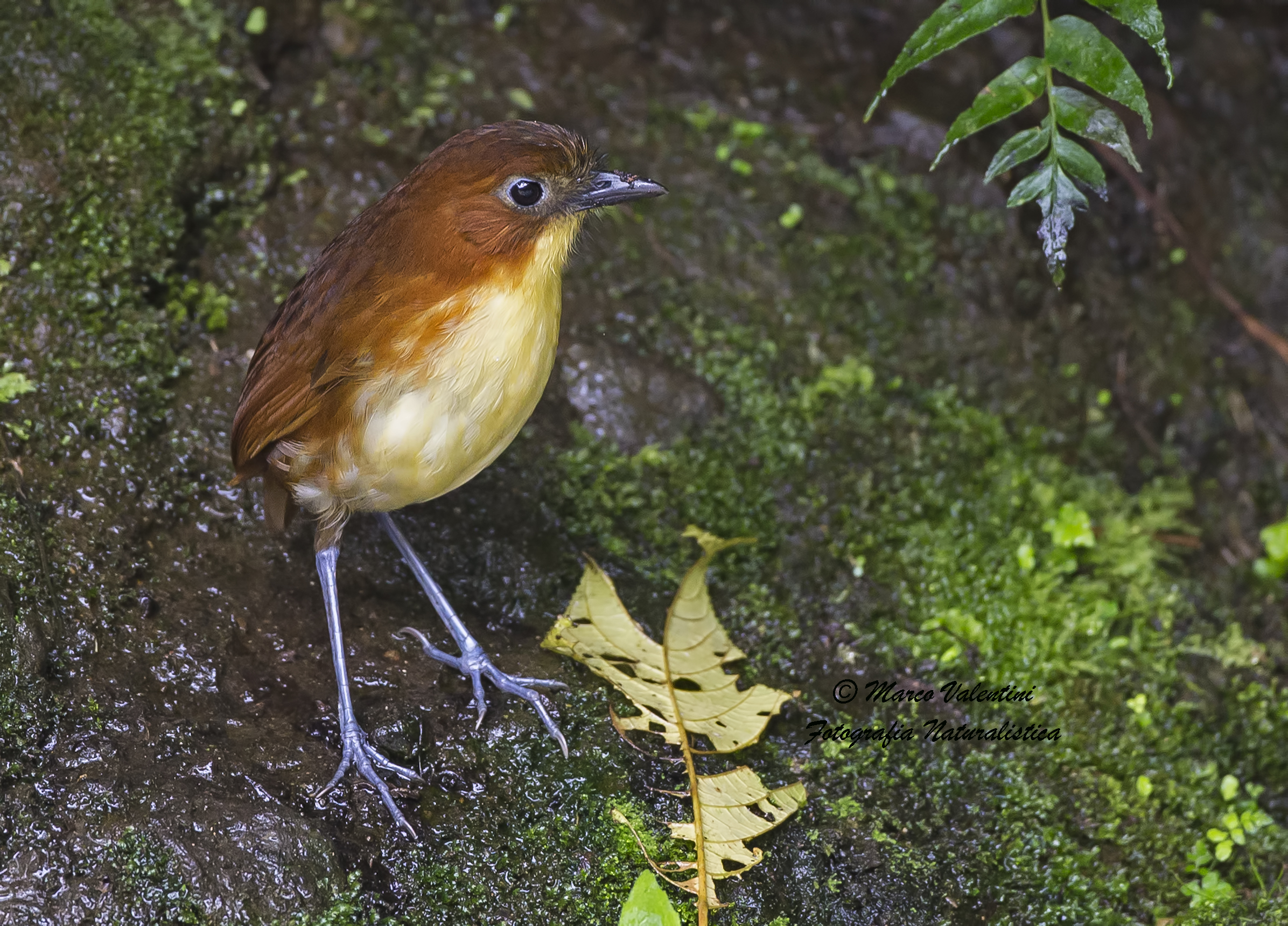 Yellow breasted Antpitta