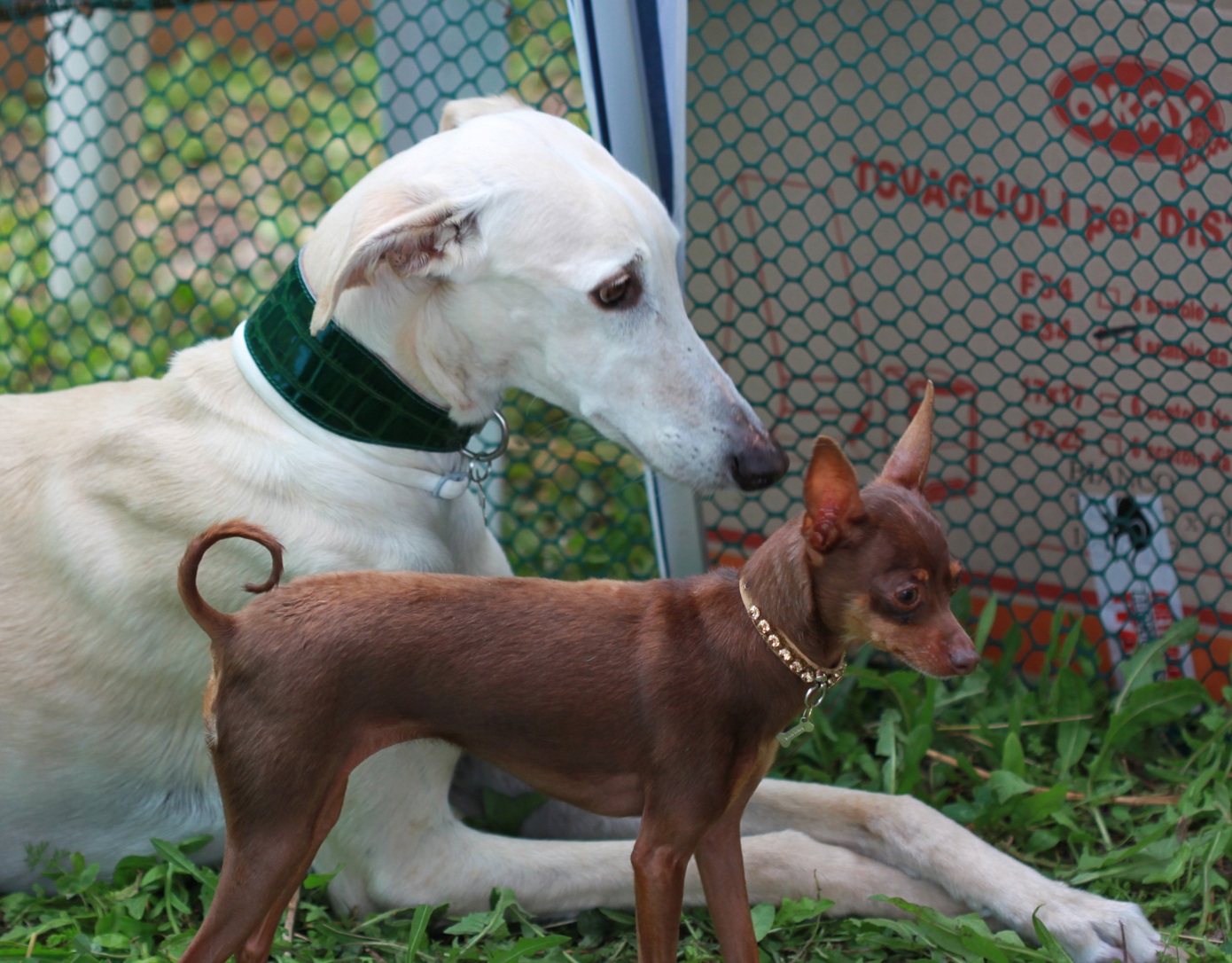 Pincher e levriero pensierosi