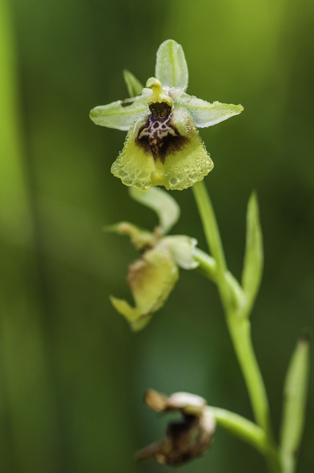 Ophrys lacaitae