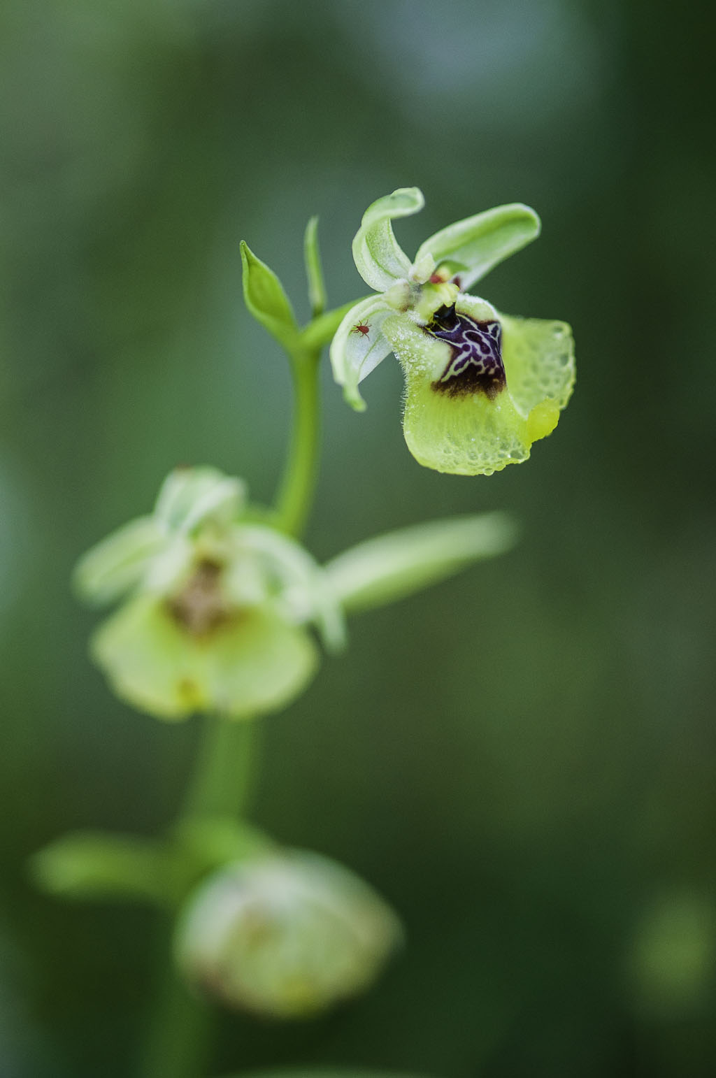Ophrys lacaitae