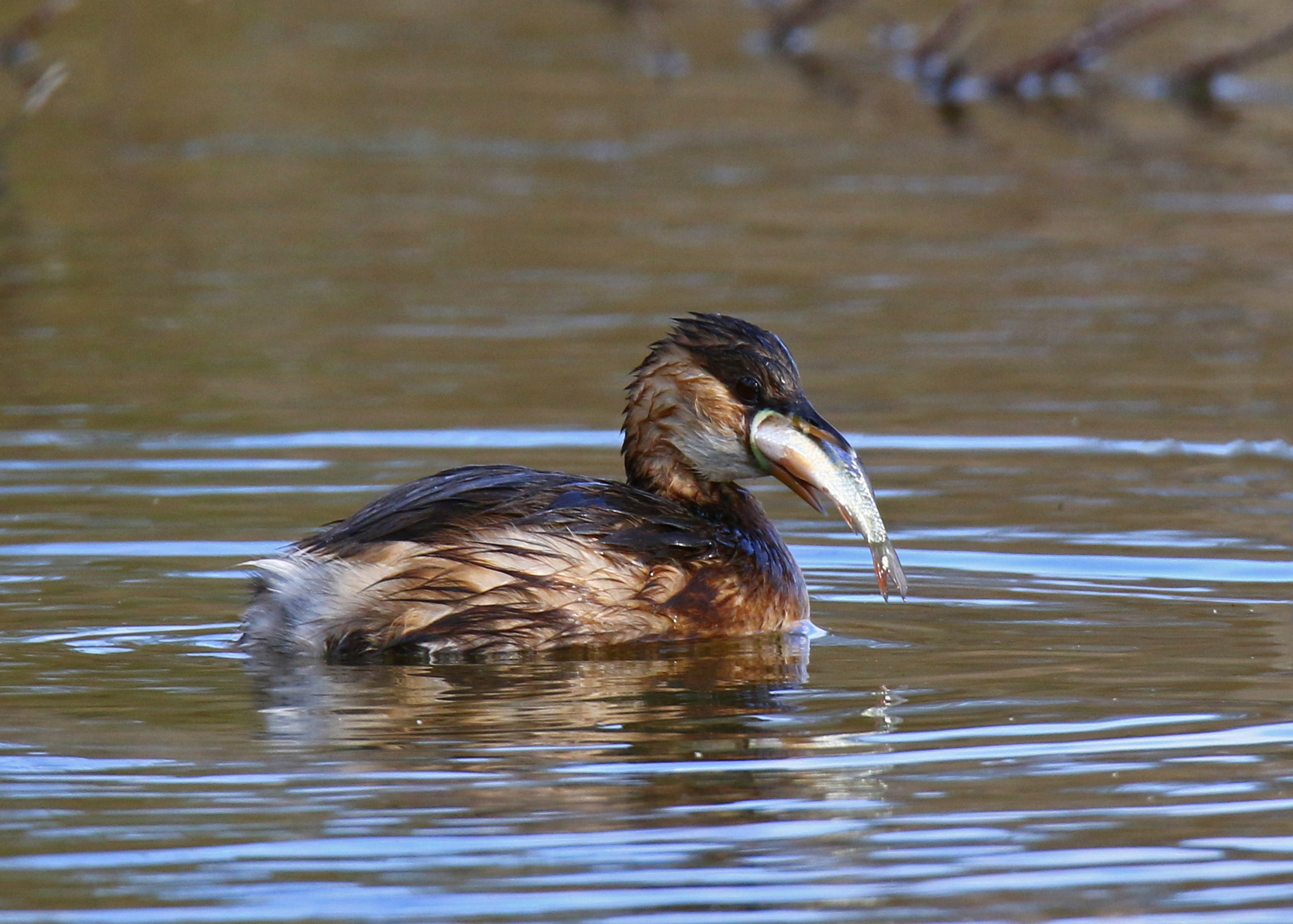 A little grebe exaggerated