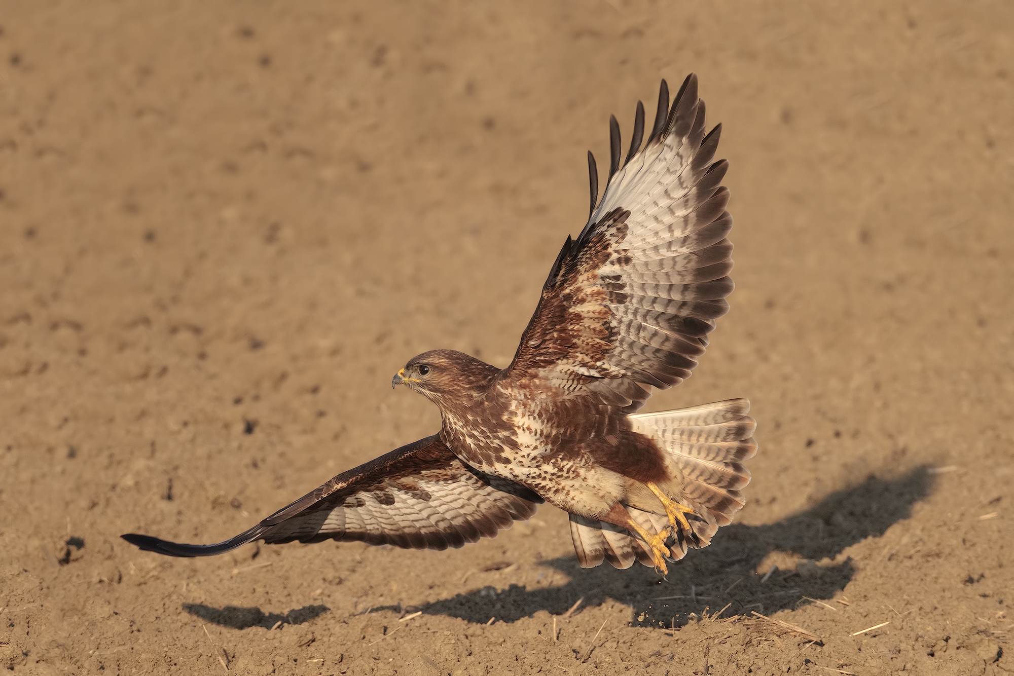 poiana...zona libera...