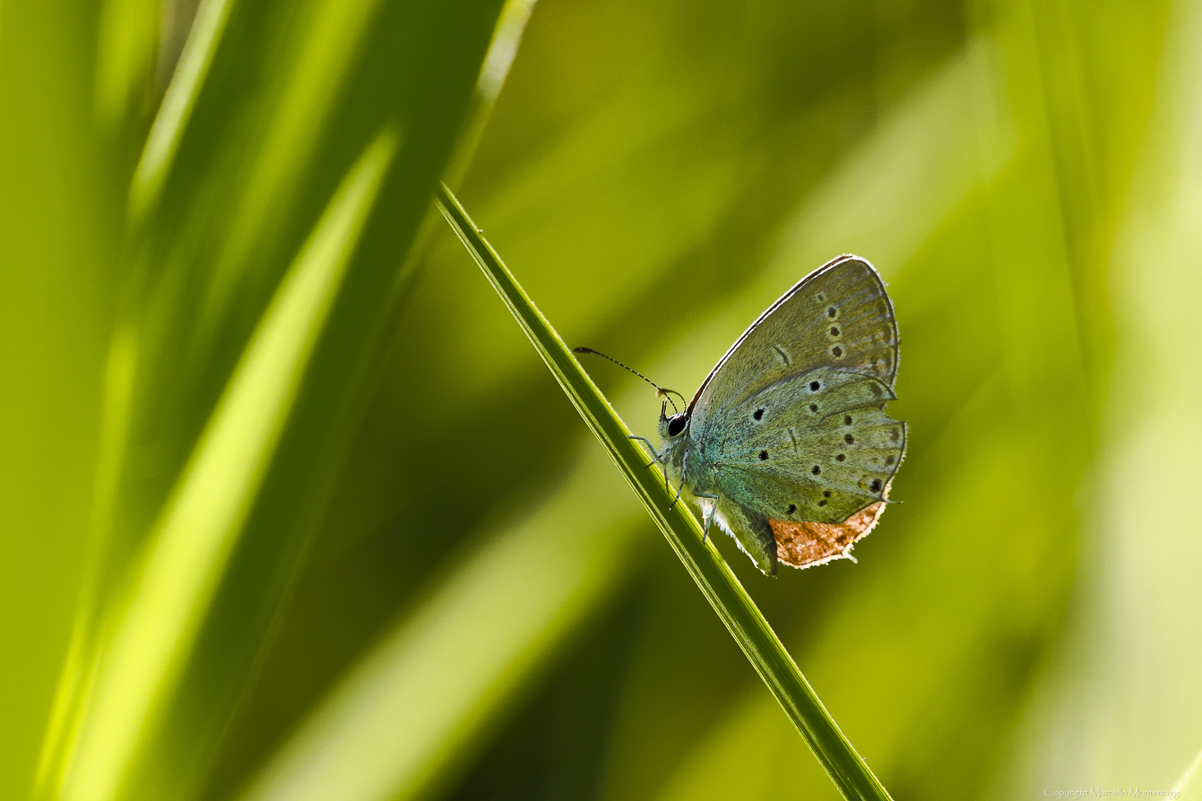 butterfly and green 2