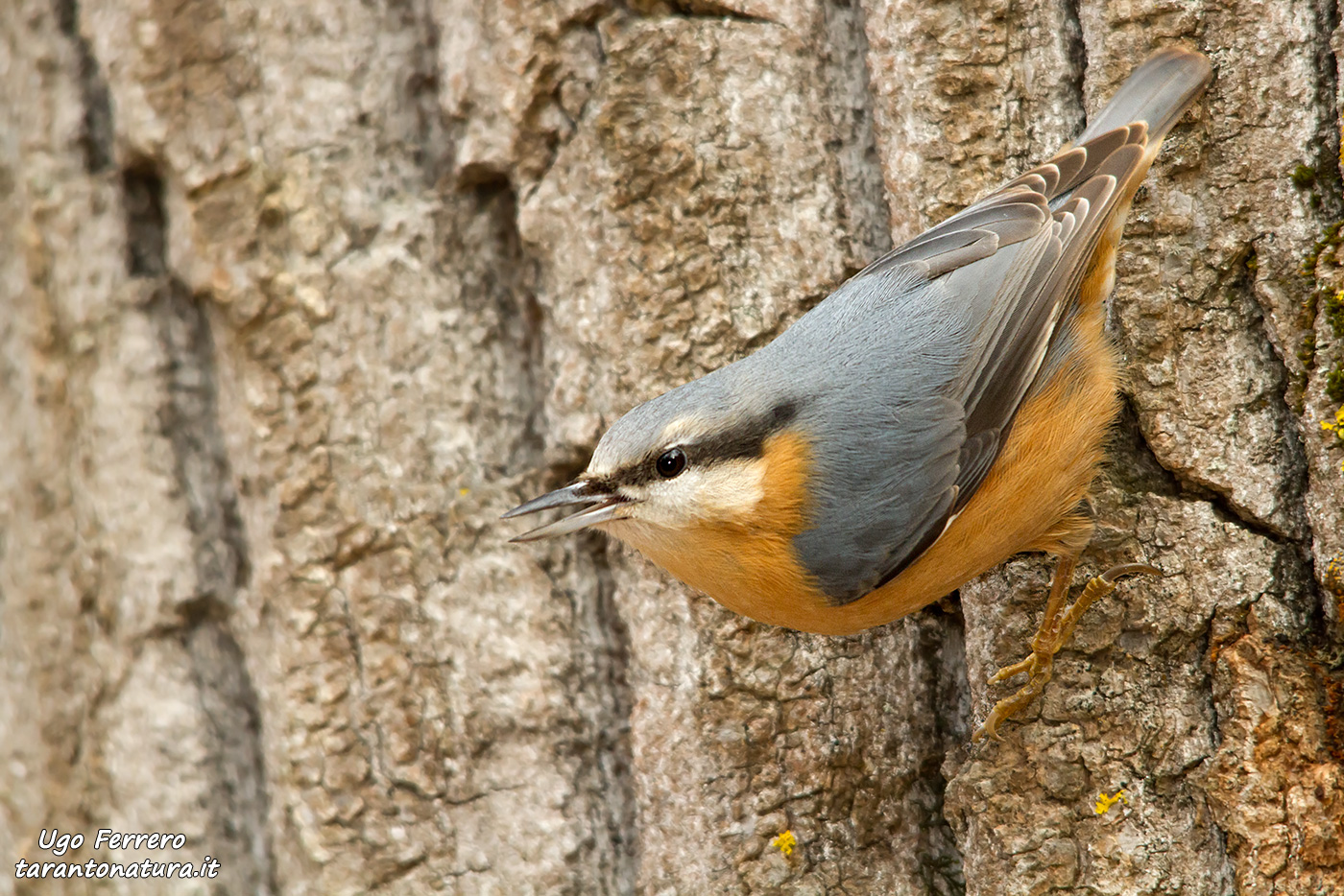 Picchio muratore confidente