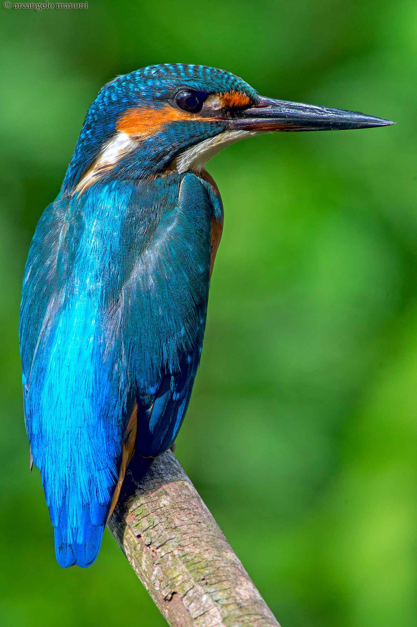 A vertically martino