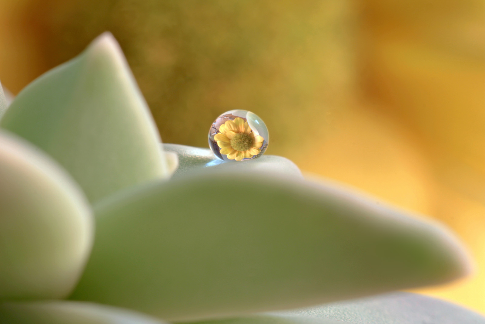 Graptopetalum paraguayense