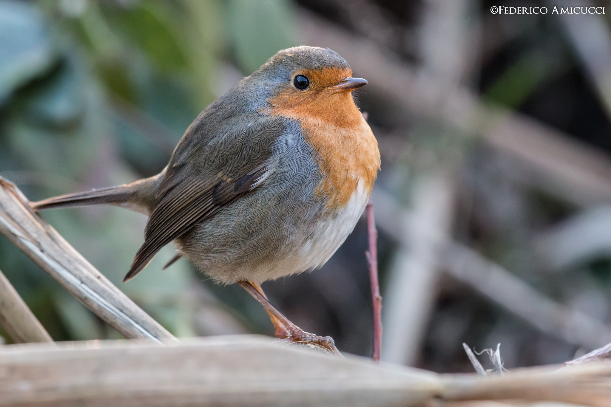 Pettirosso sul fiume Tronto
