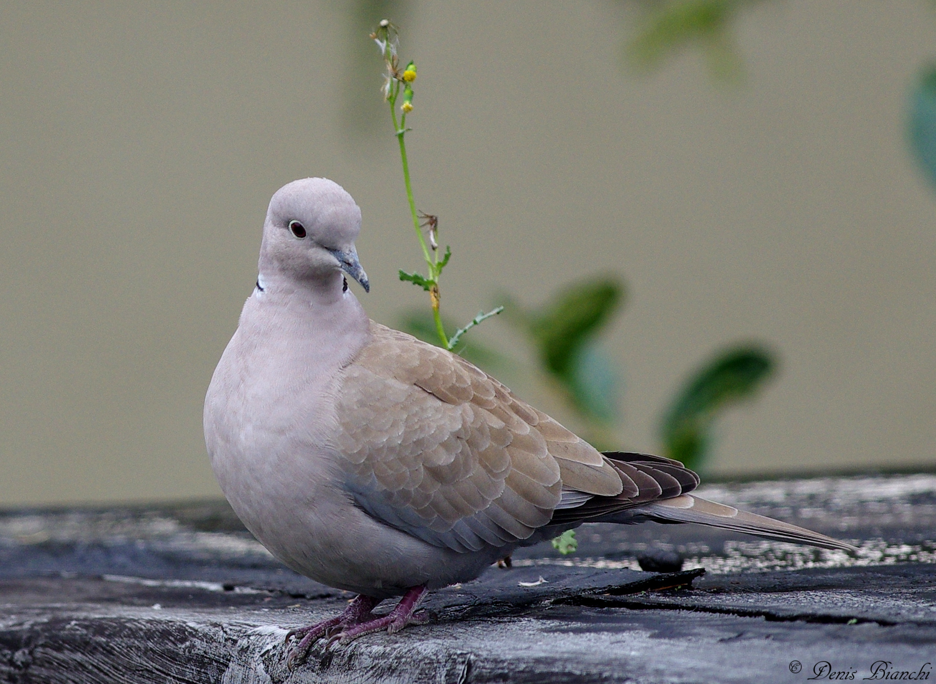 Tortora dal collare orientale