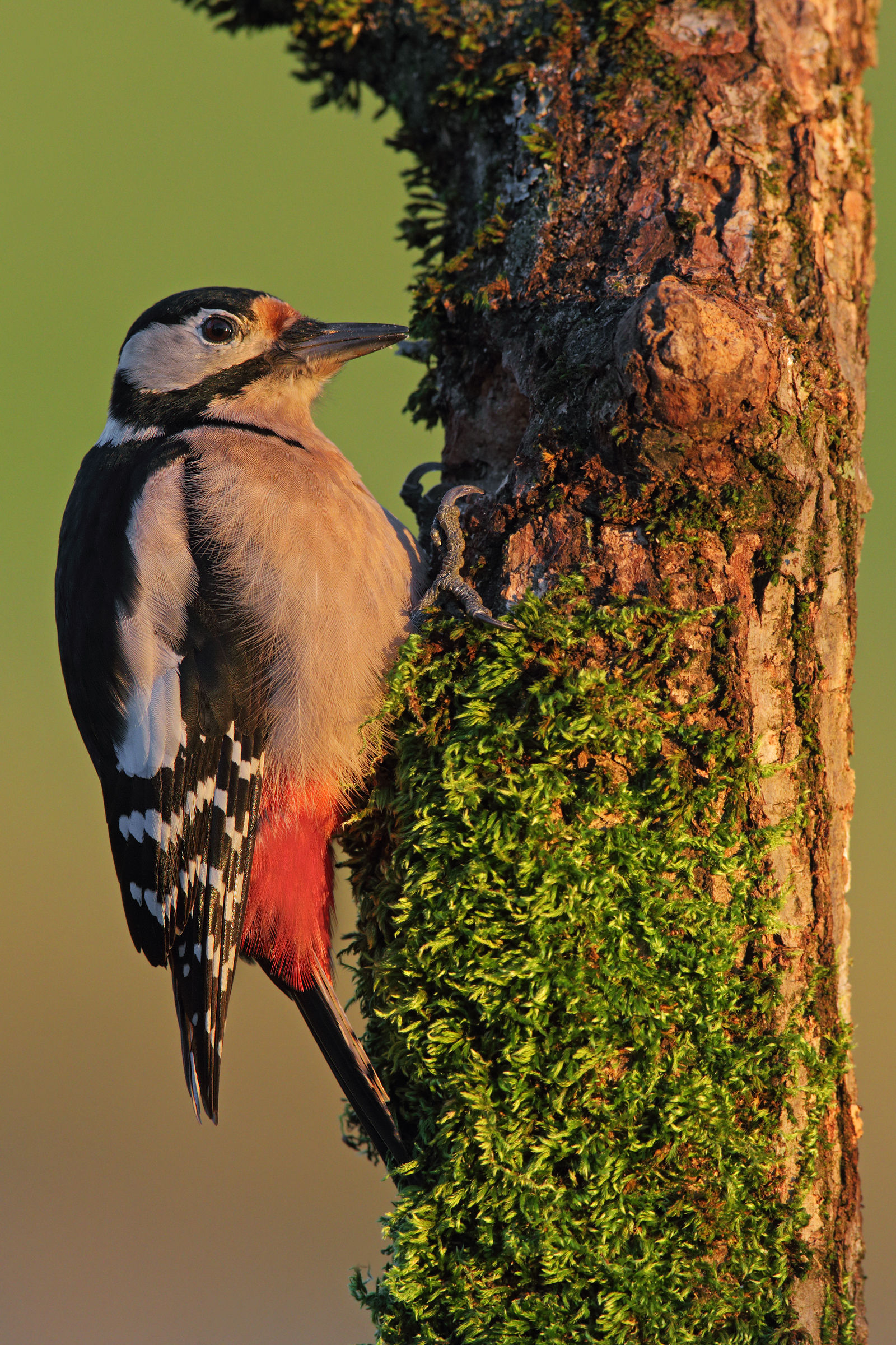 Woodpecker