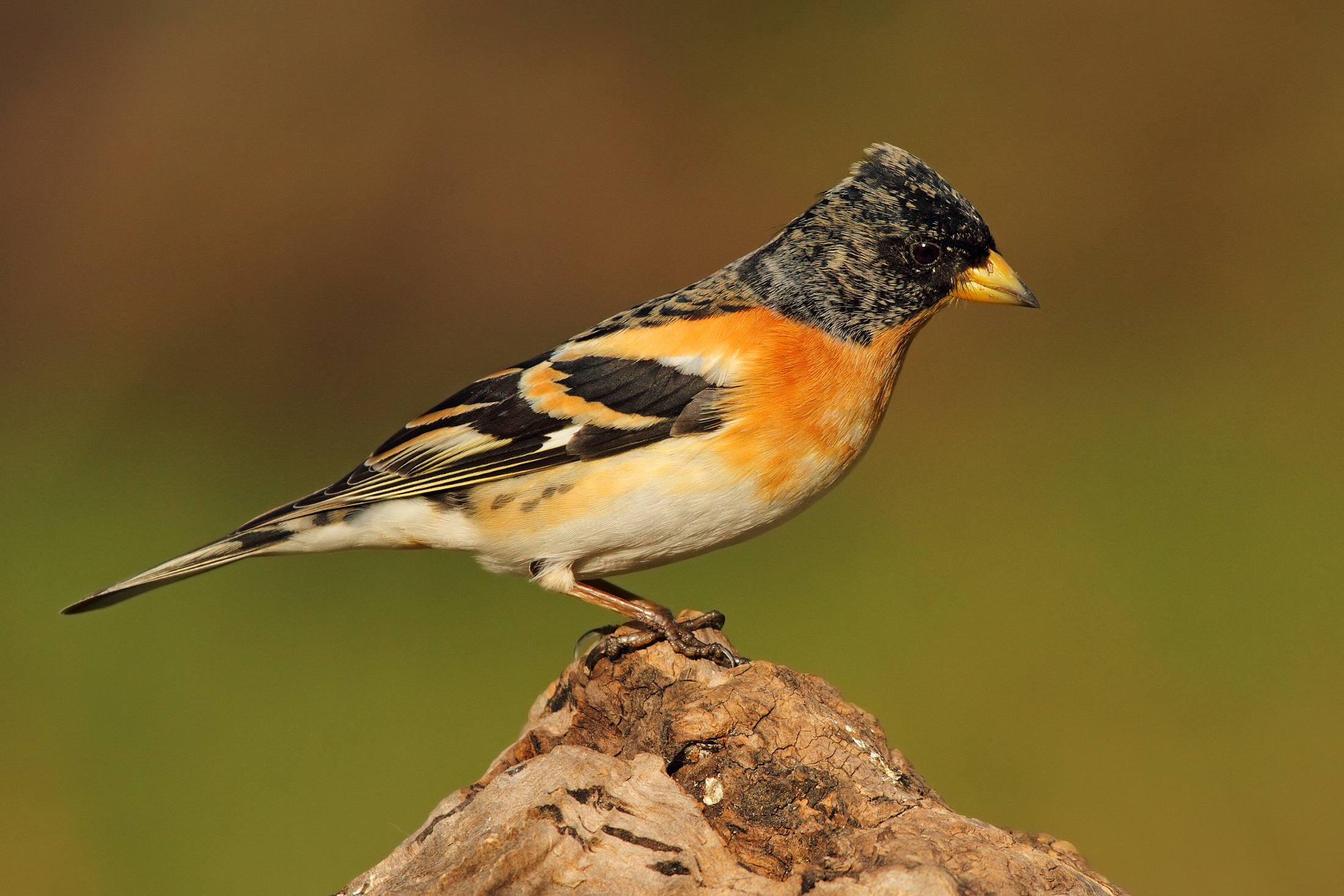 Peppola (giovane maschio)