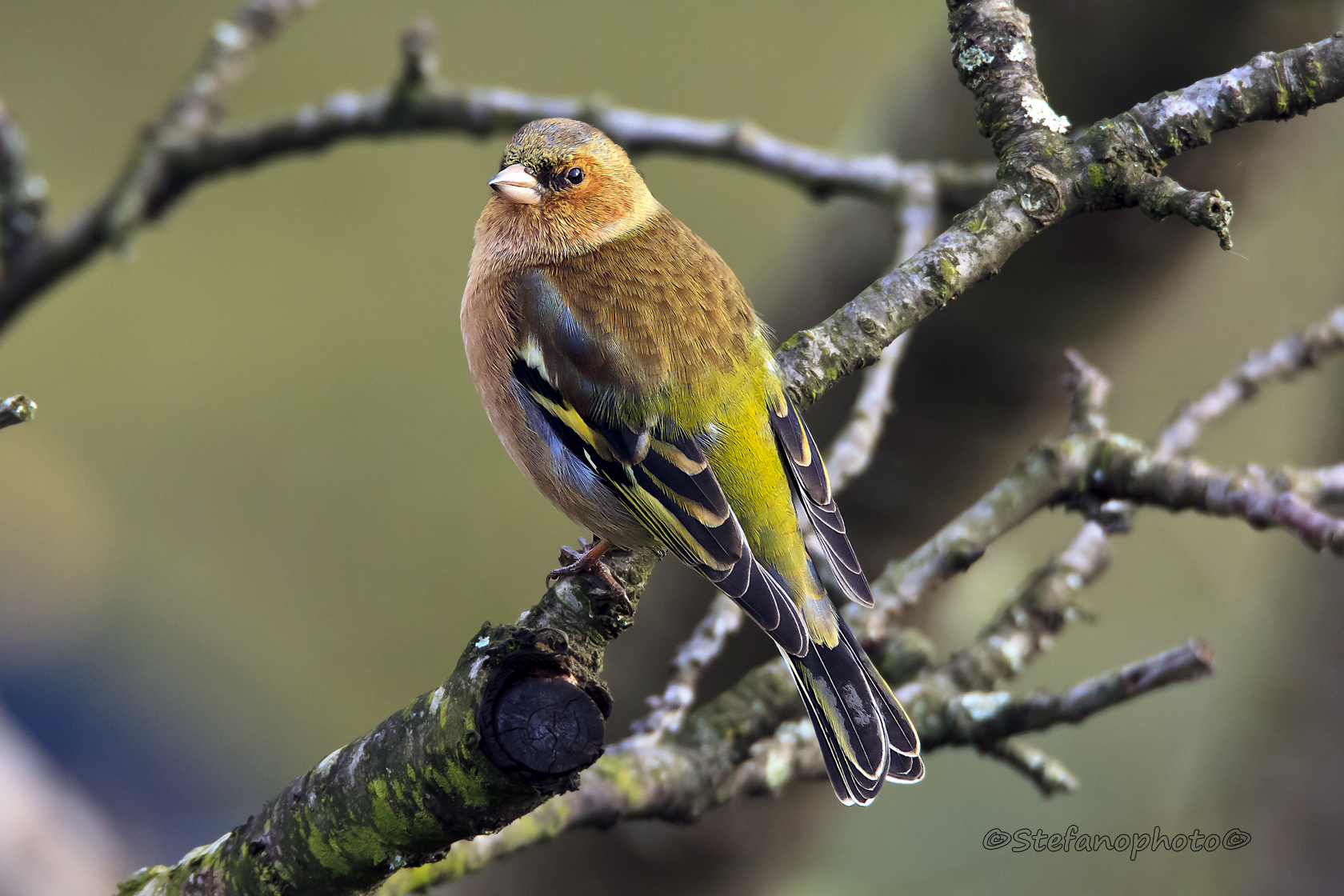 From the window, these days only finches